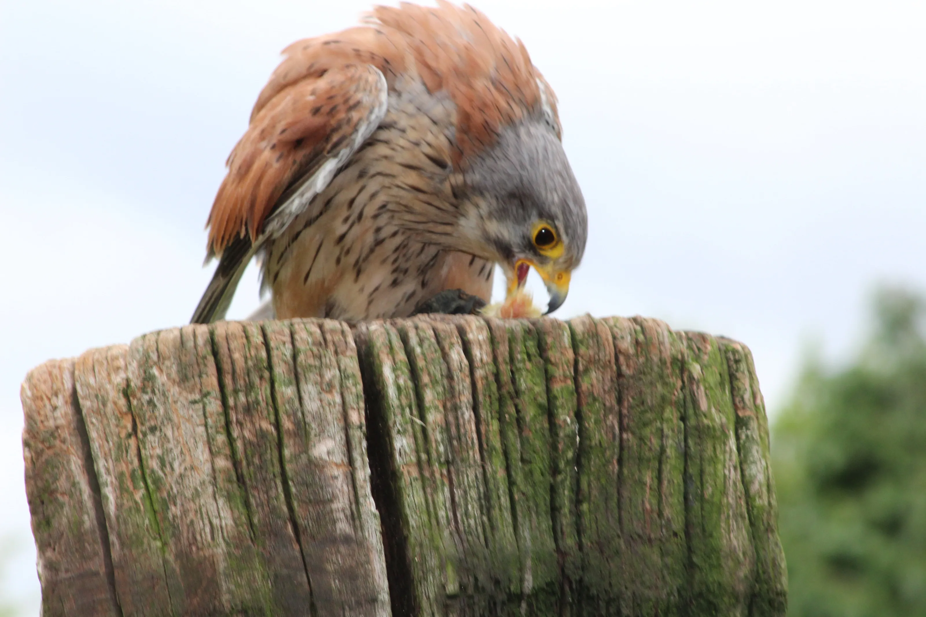 Hawk