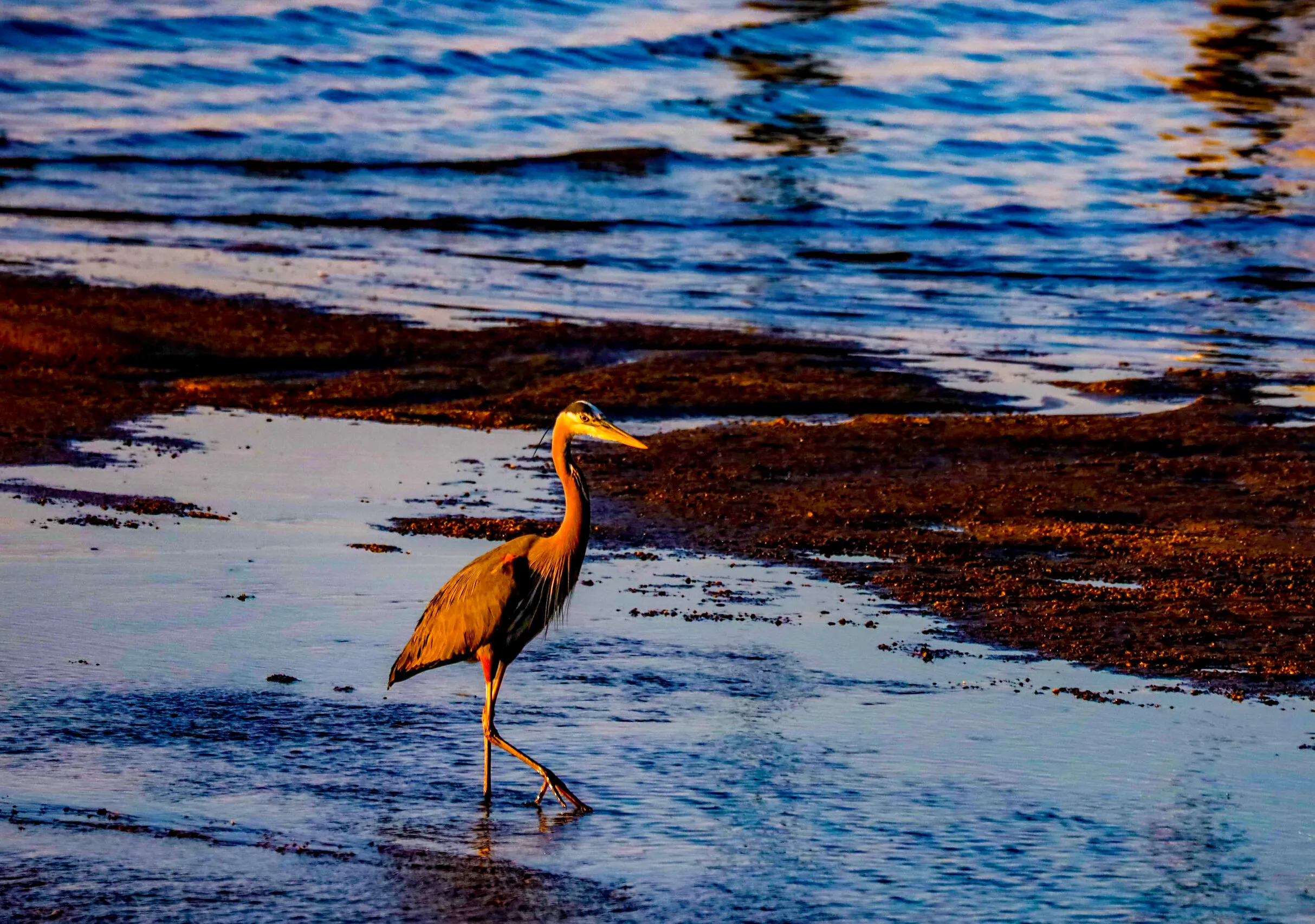 Great Blue Heron