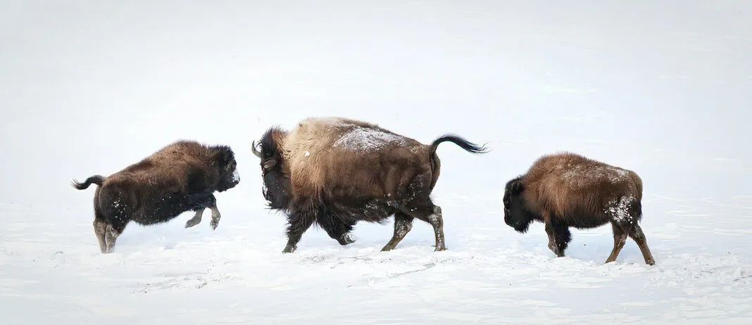 Frisky Bison
