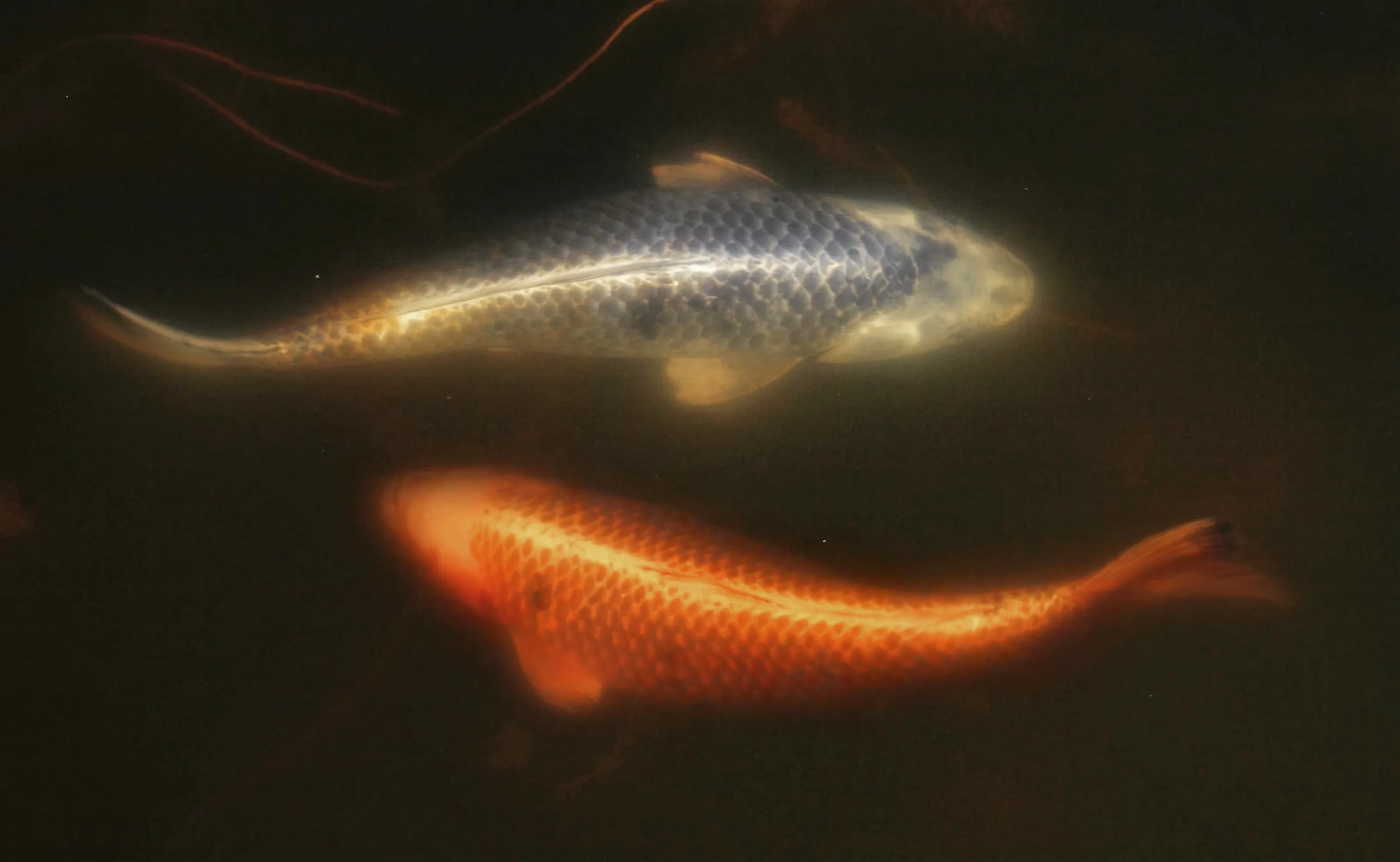 Koi Carp