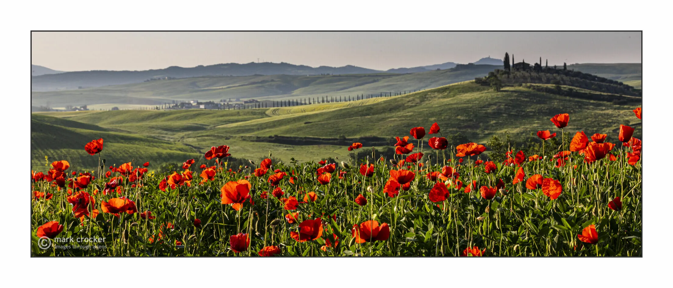 Poppy Landscape