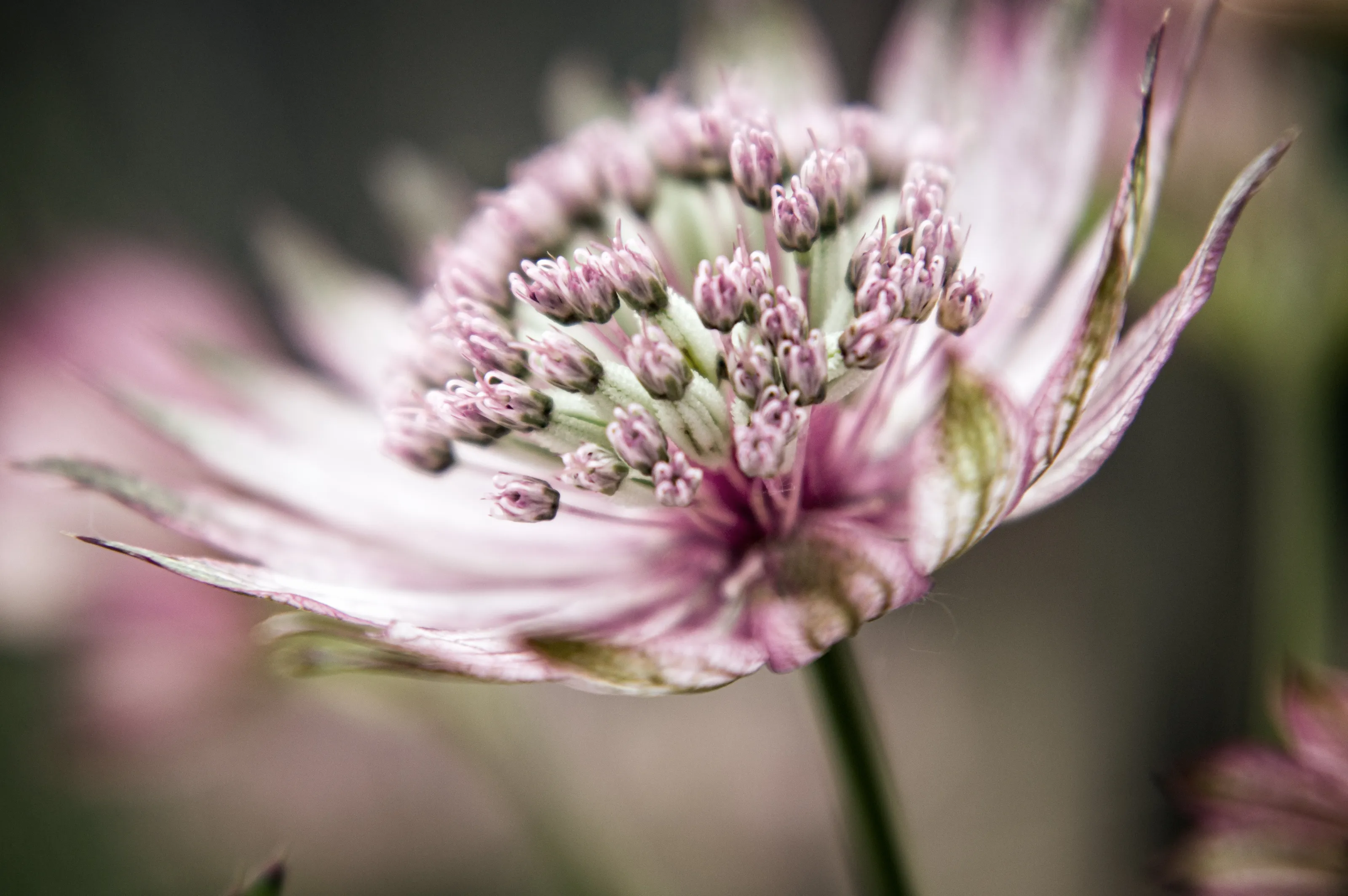 Astrantia