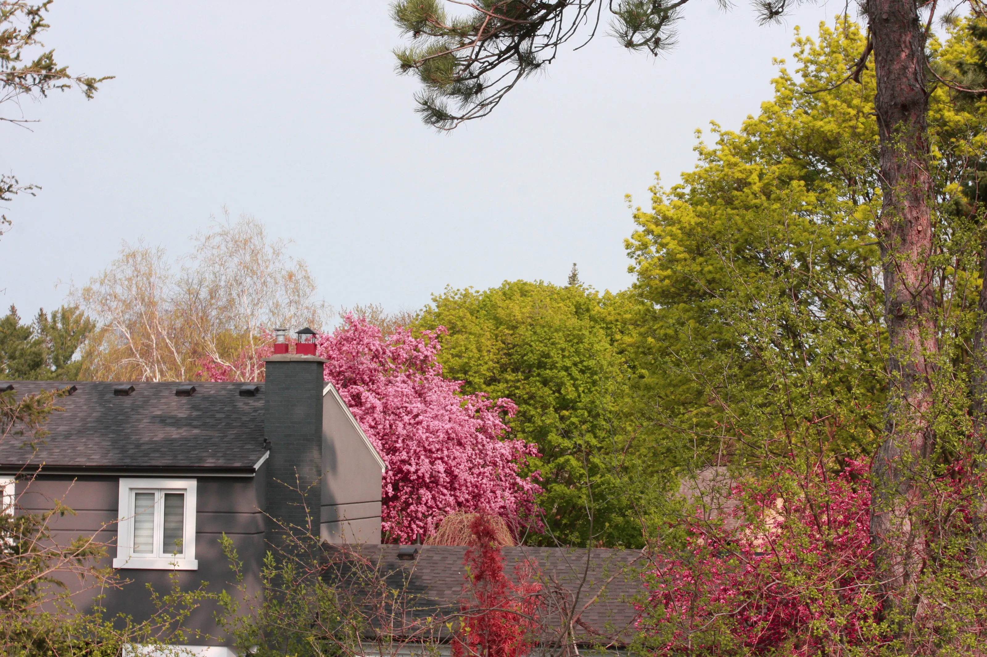 The Last Flowering Trees