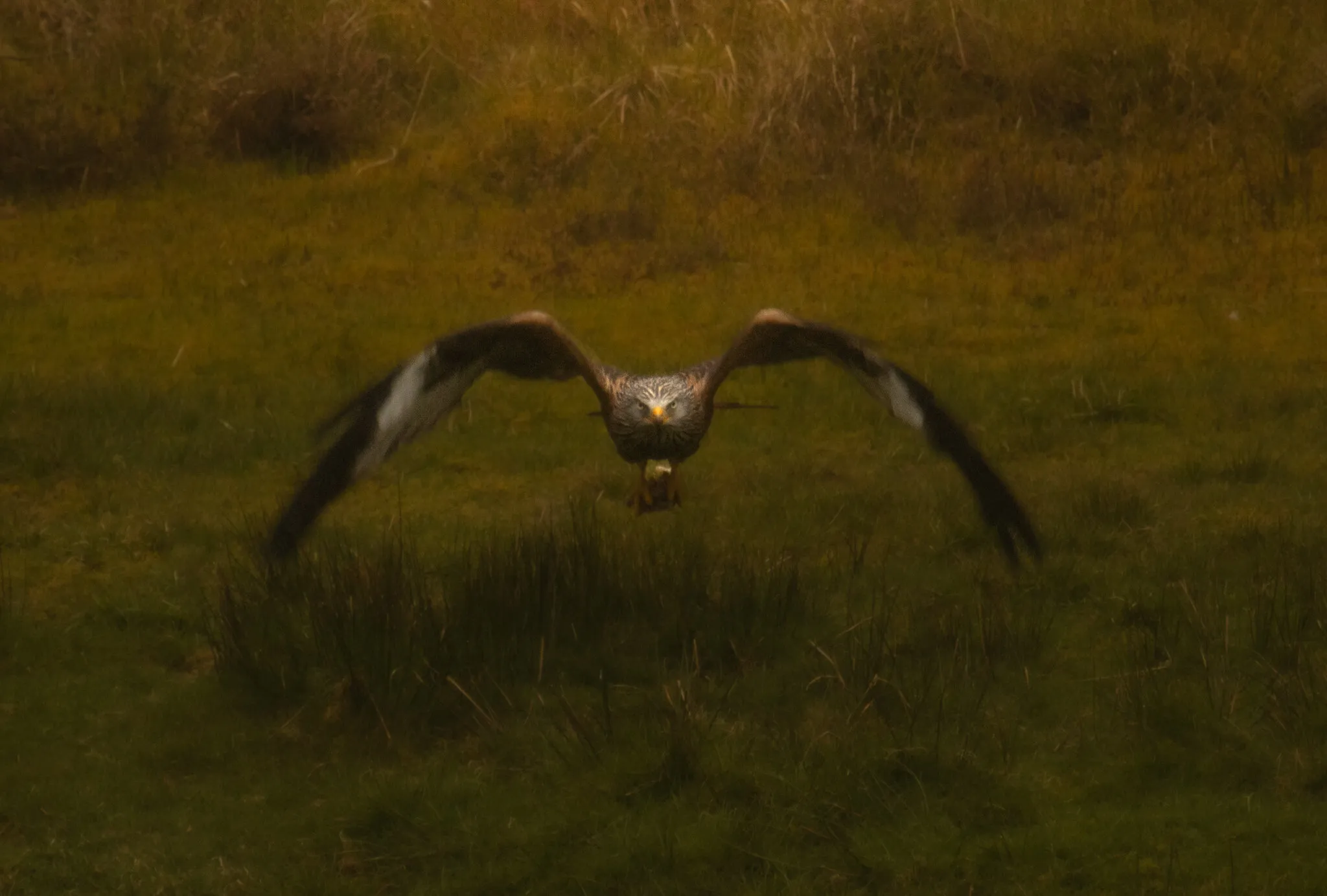 red kite