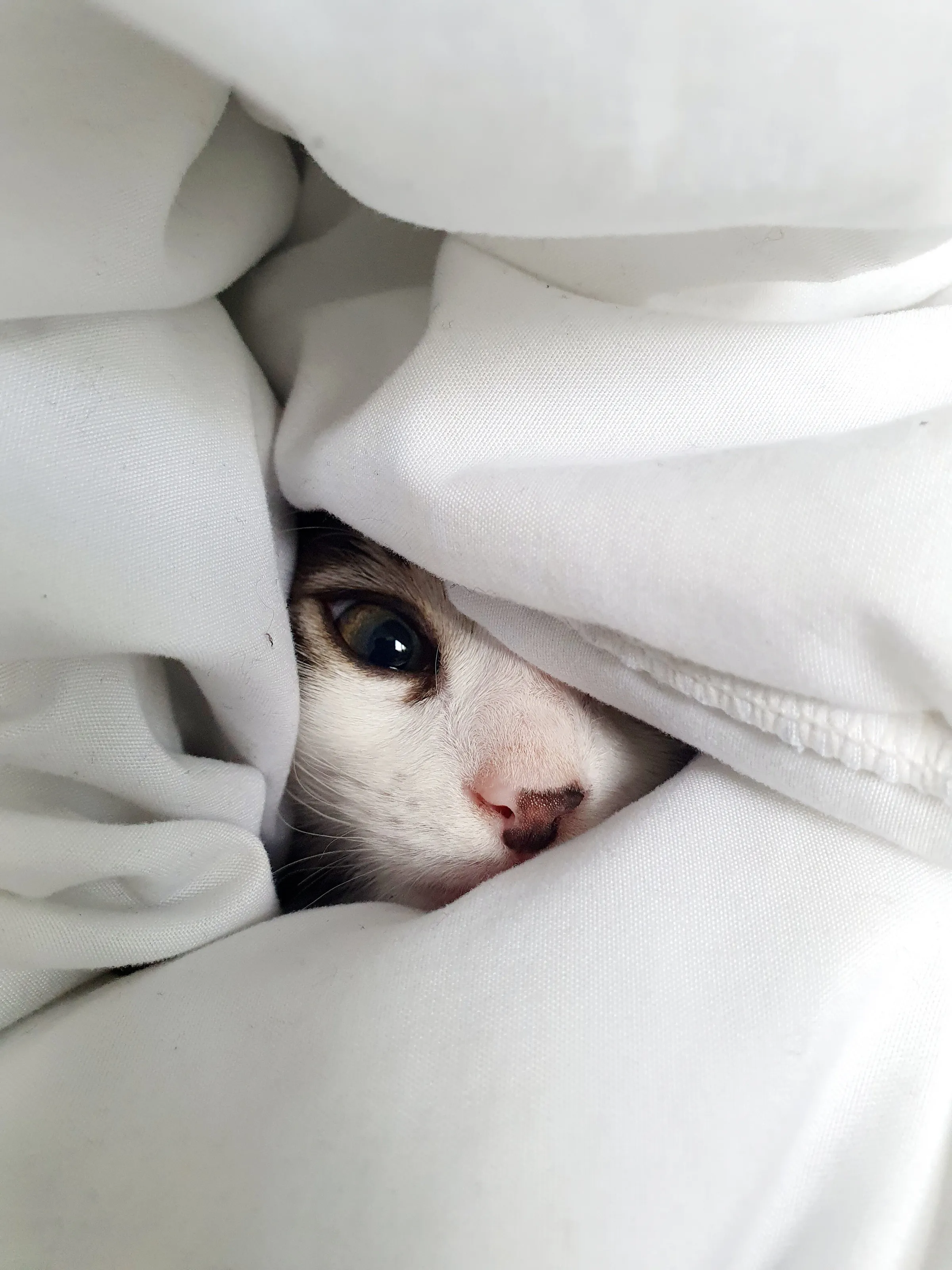 Maxwell hiding under a duvet