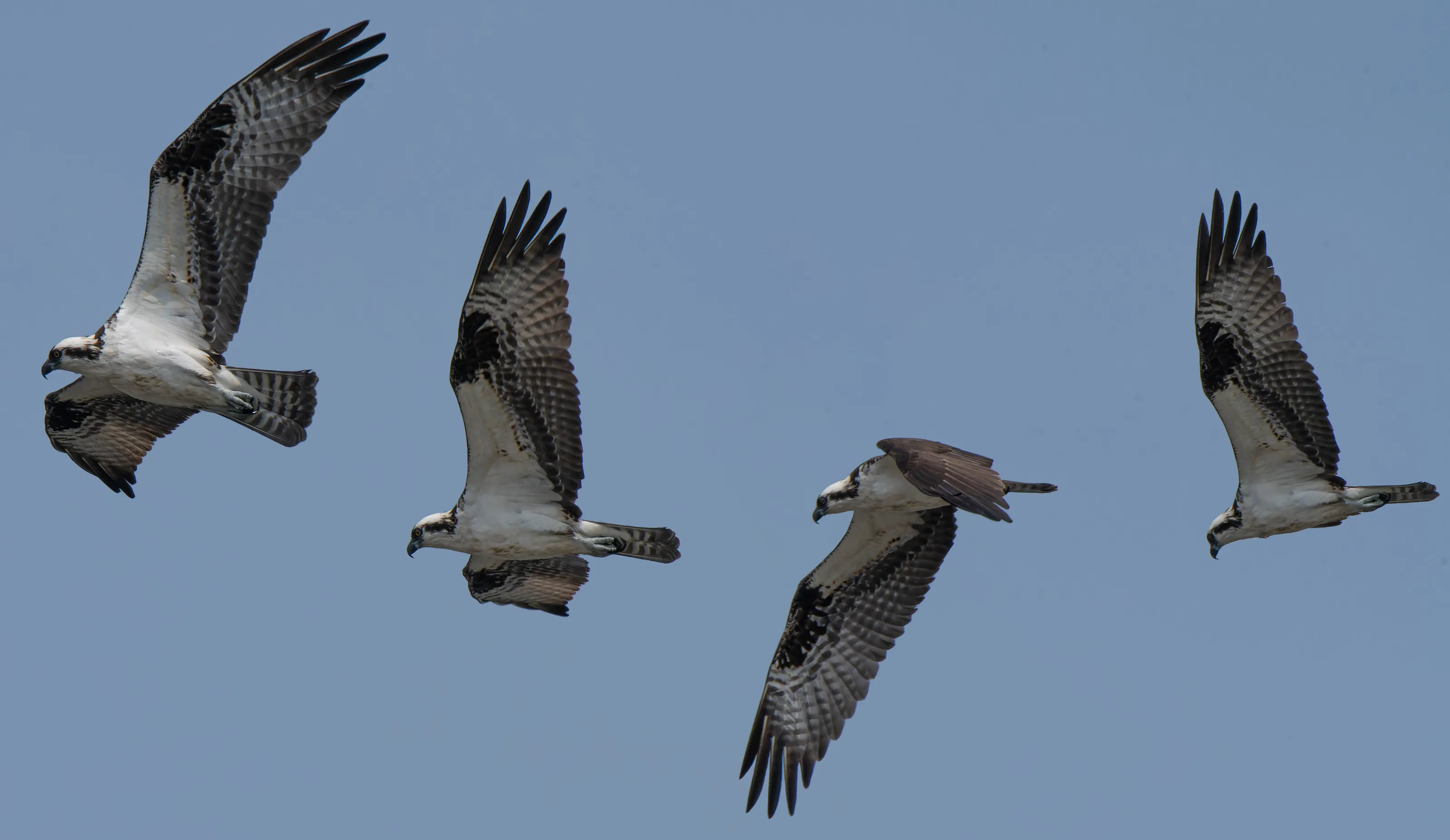 Flight Sequence