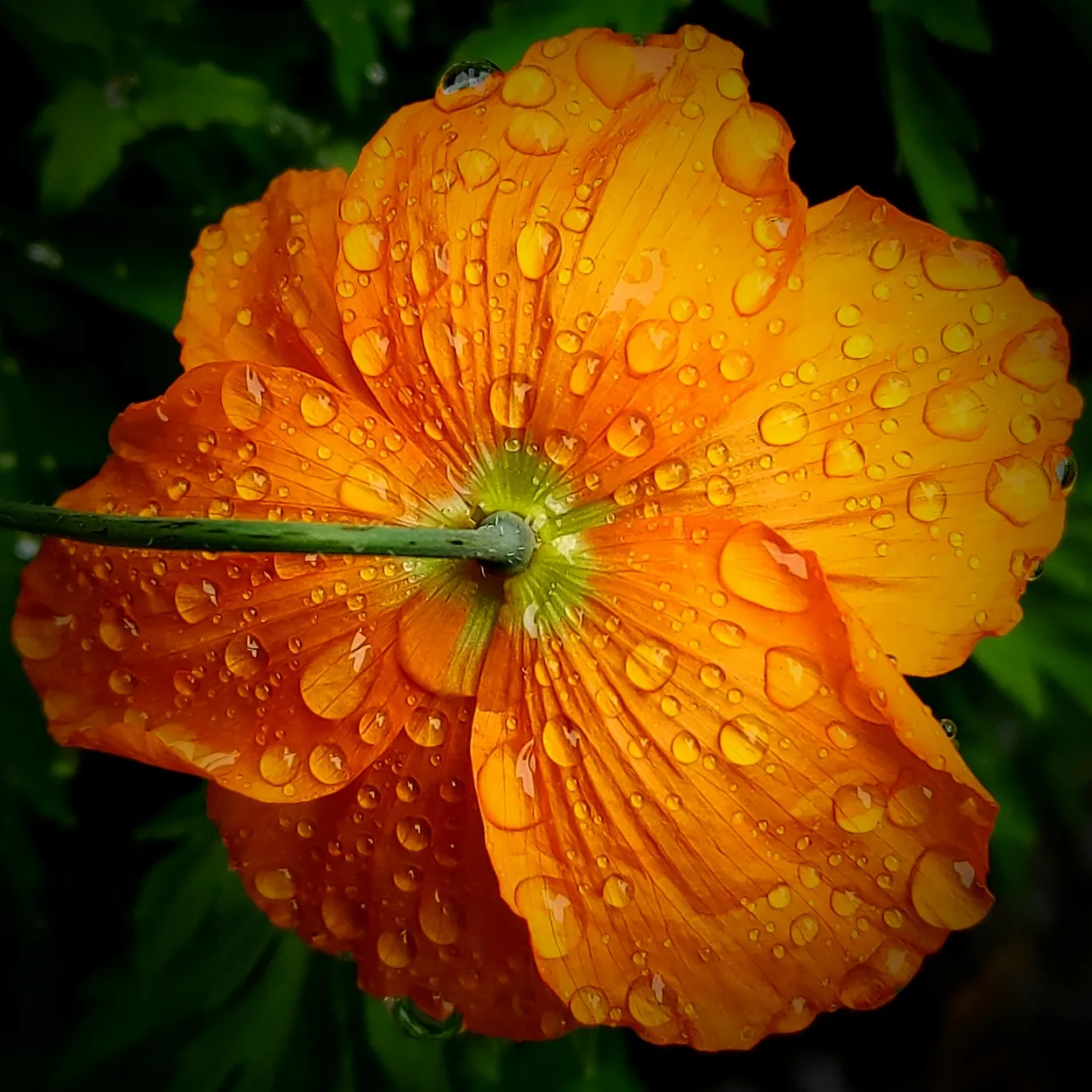 Entry 17713832