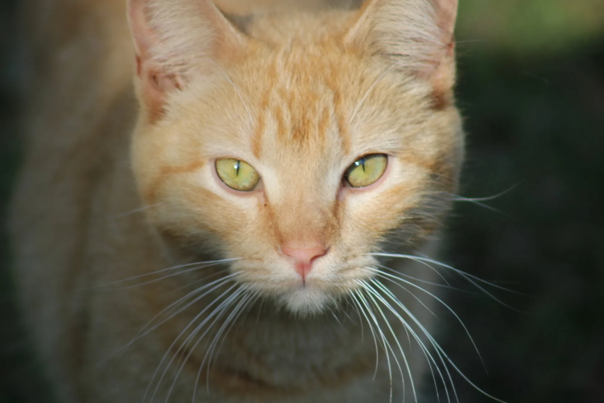 Master of the Yard