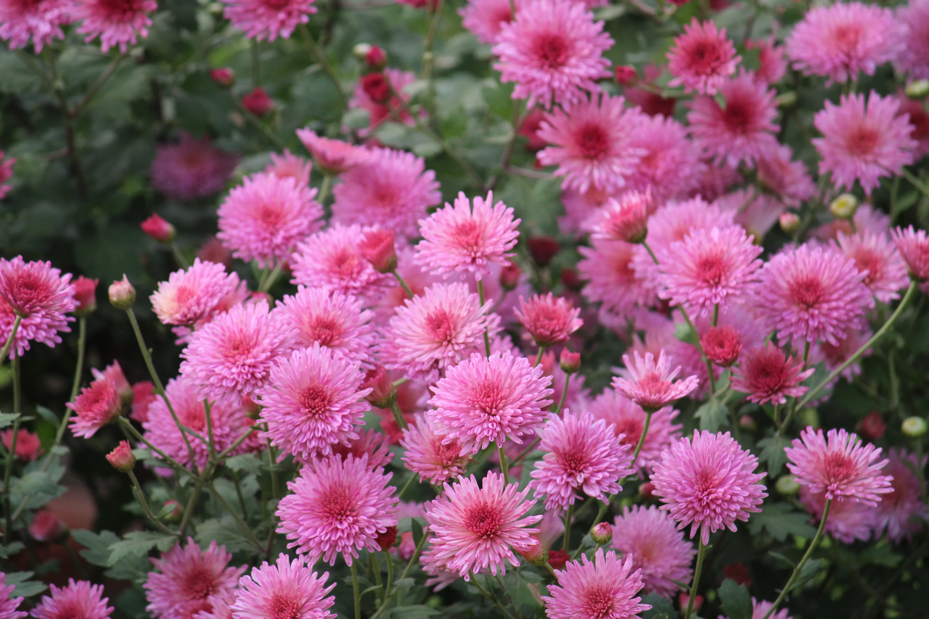 Chrysanthemum: Bunch of flowers