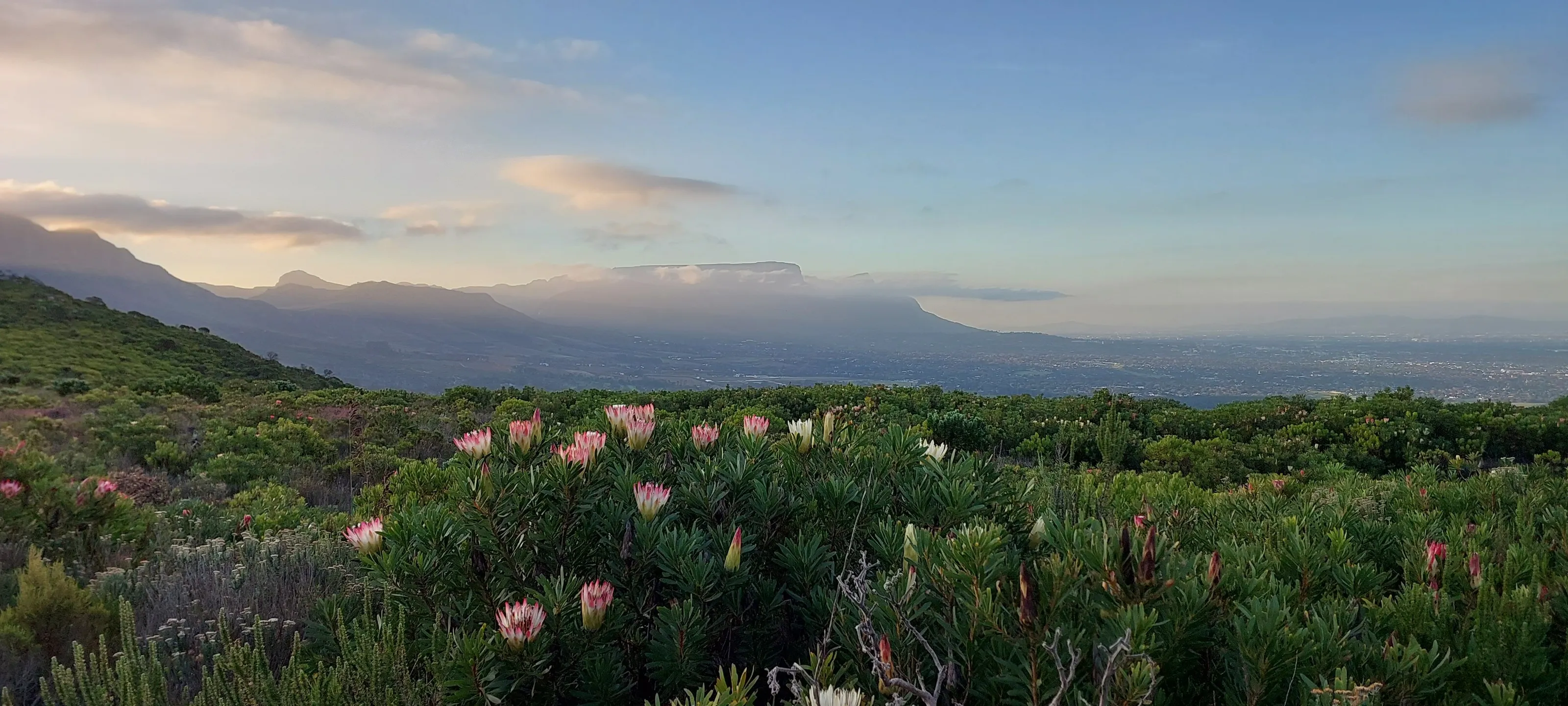 Table mountain