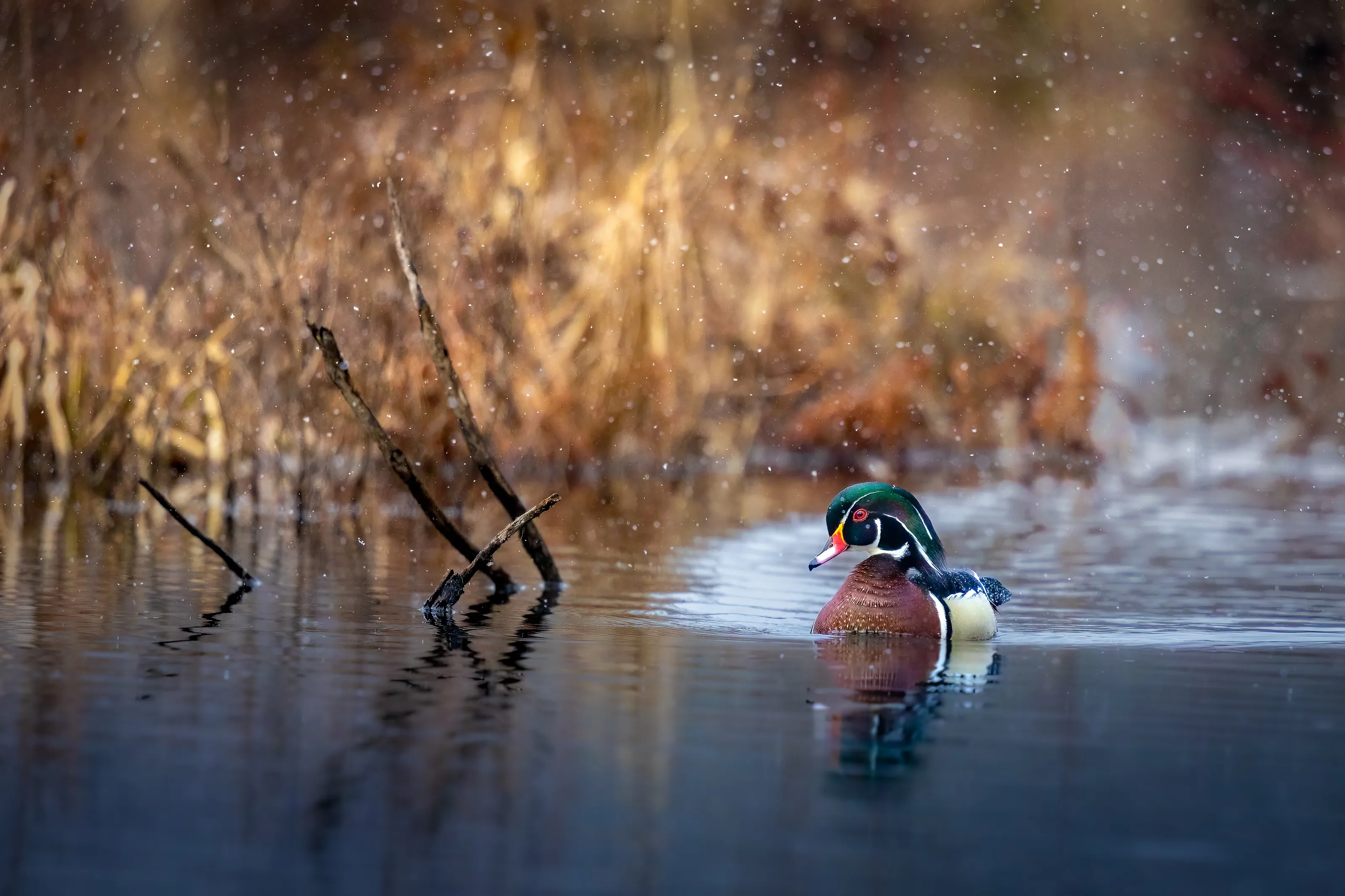 Silent Solitary Swimmer
