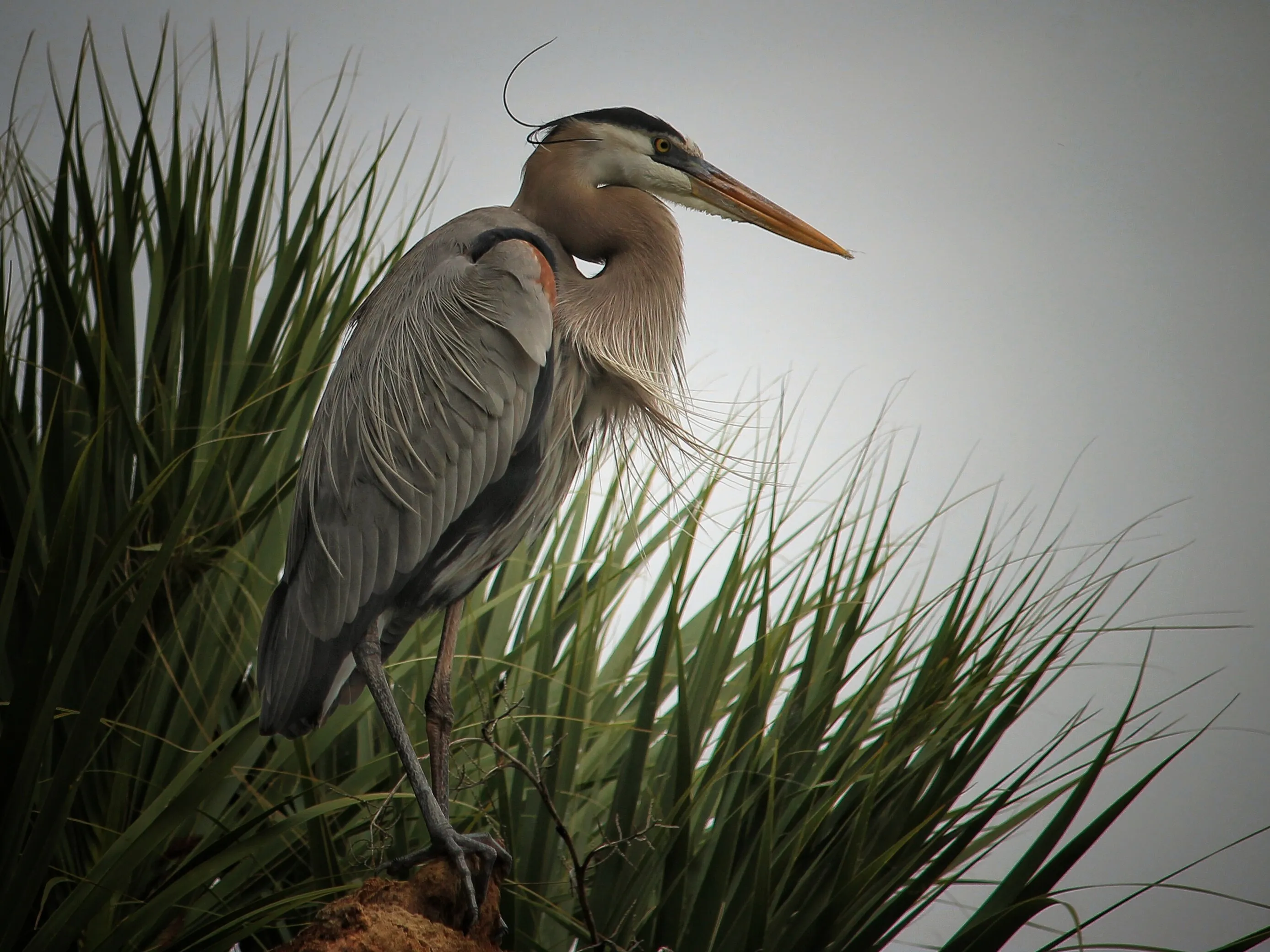 Great Blue Heron Portrait