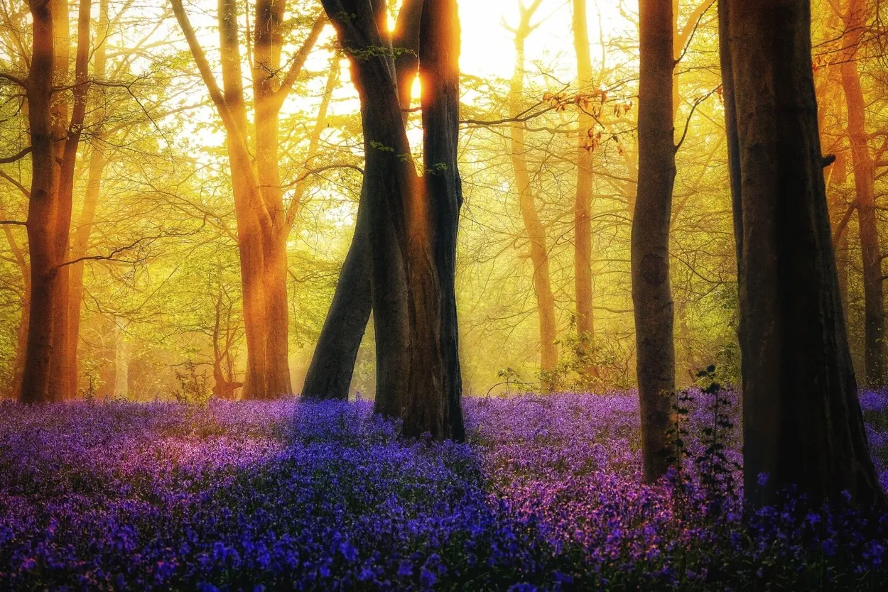 A Bluebell Wood