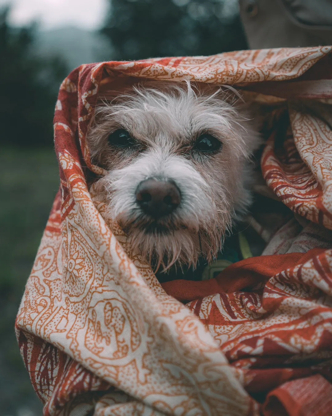 Butters, angry and wet!