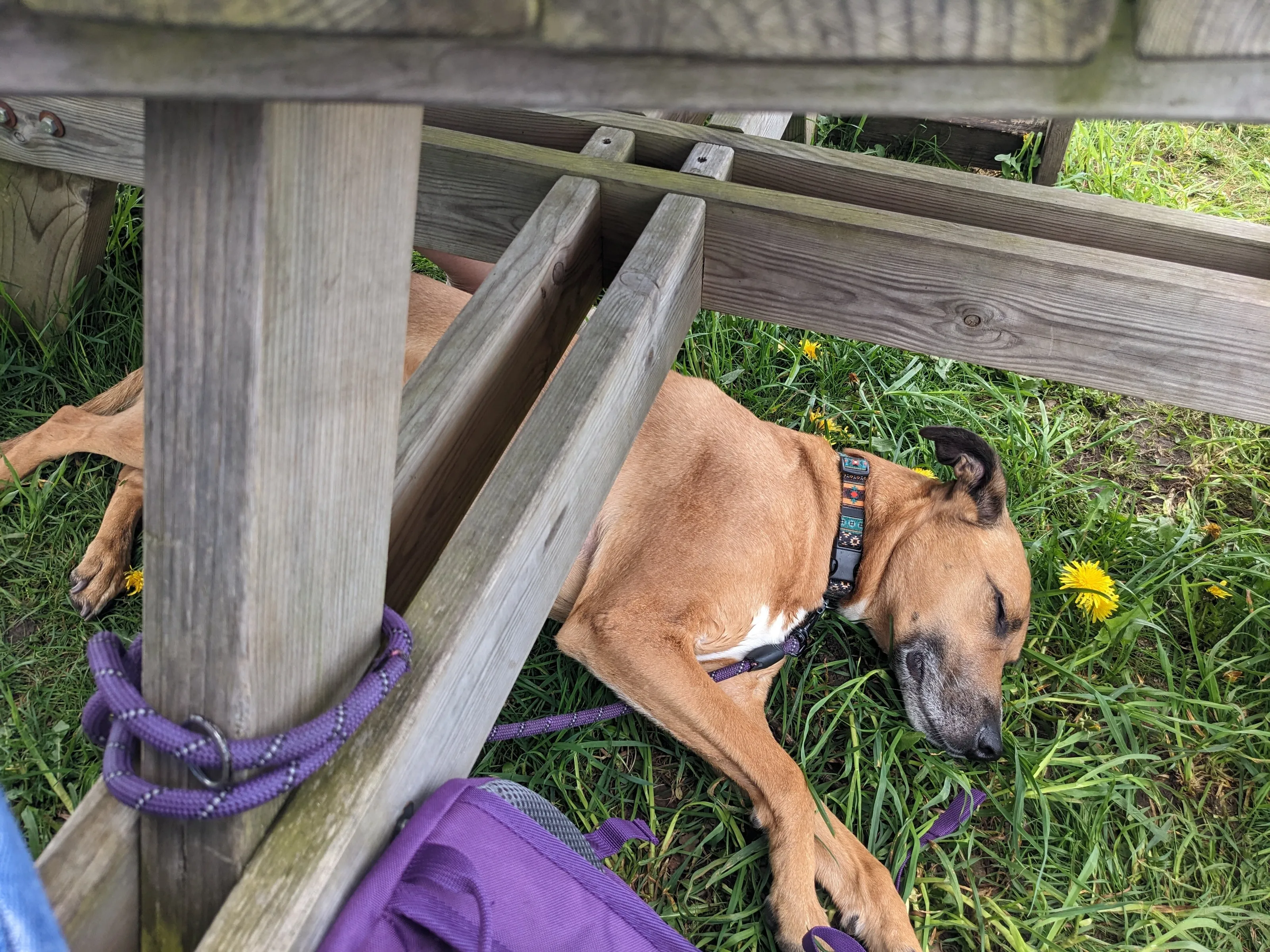 Pre-picnic snoozies