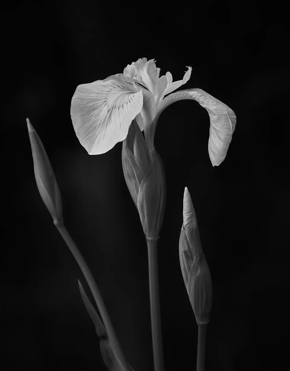 Entry 20092296