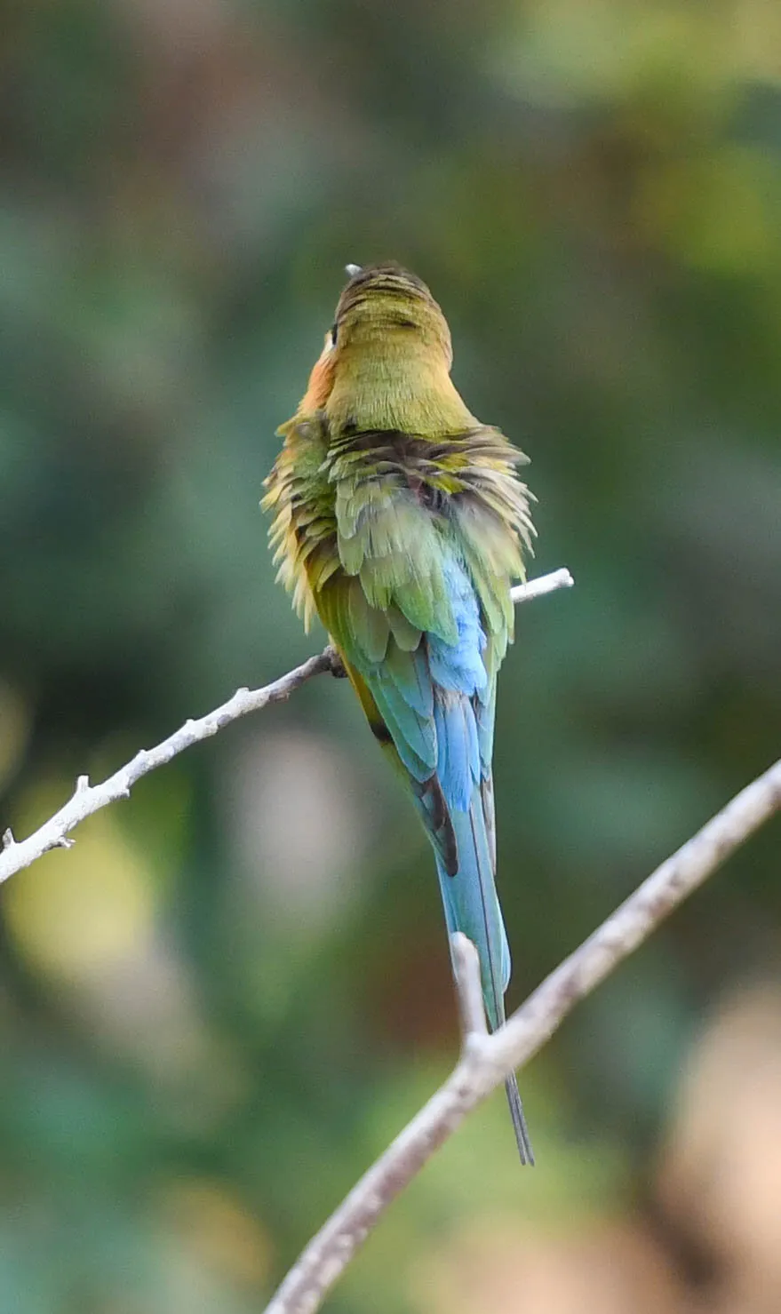 perfect merge color of blue and green shade