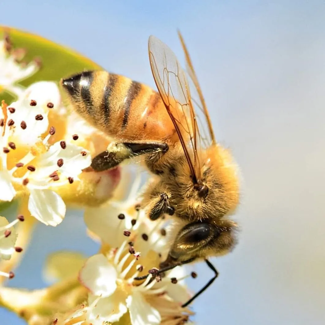 Bee