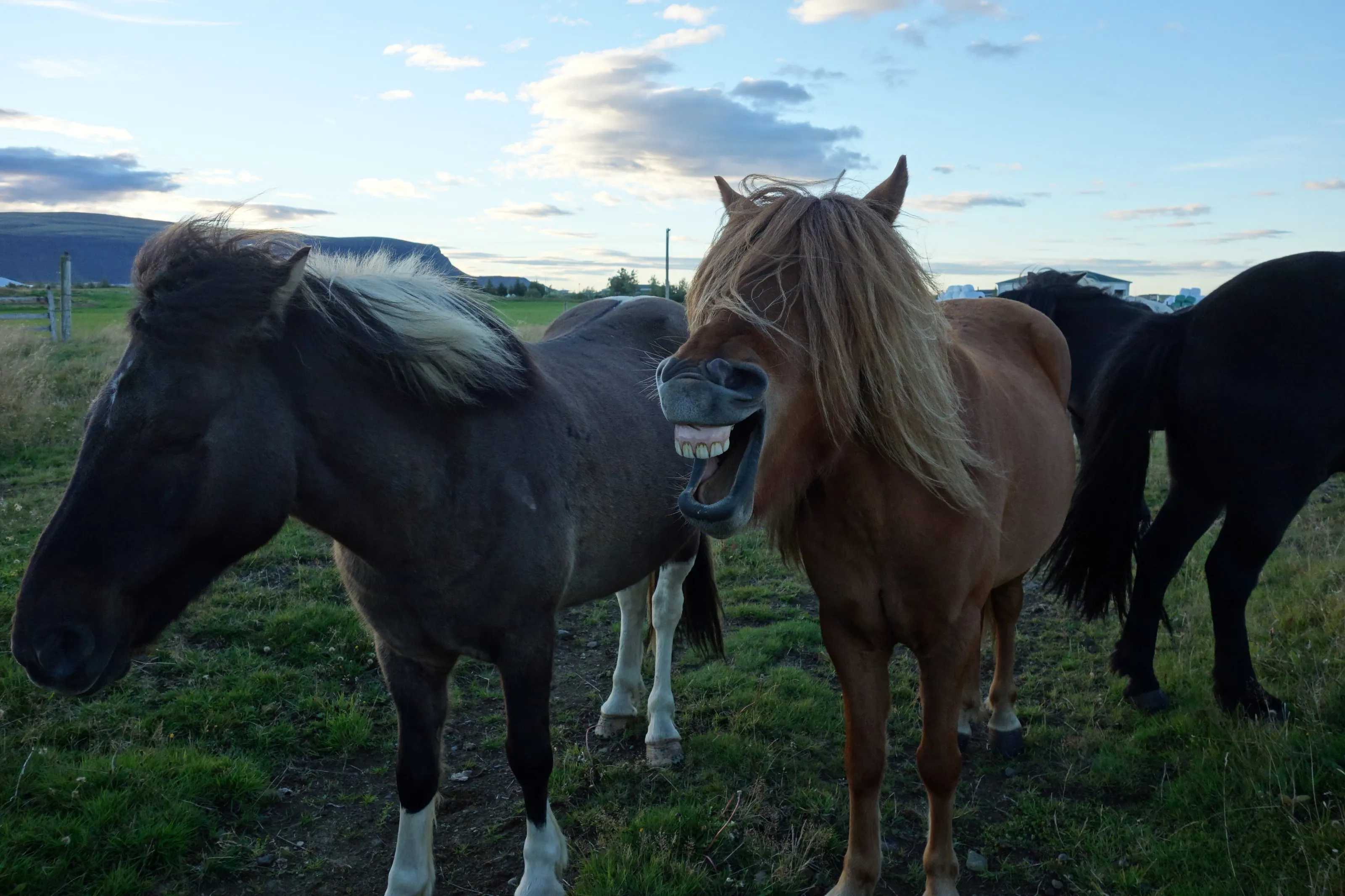 Icelandic Horse