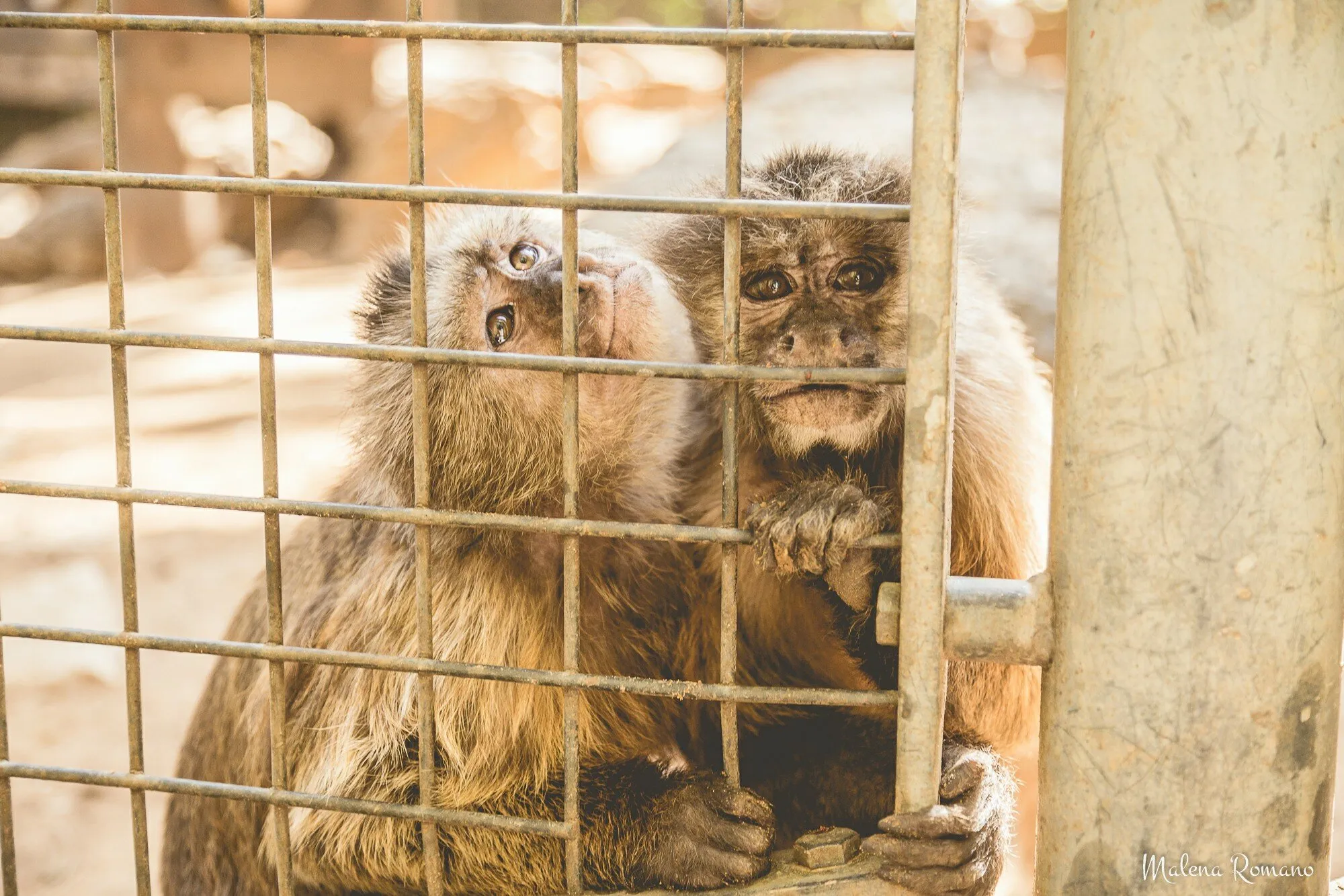 Caged