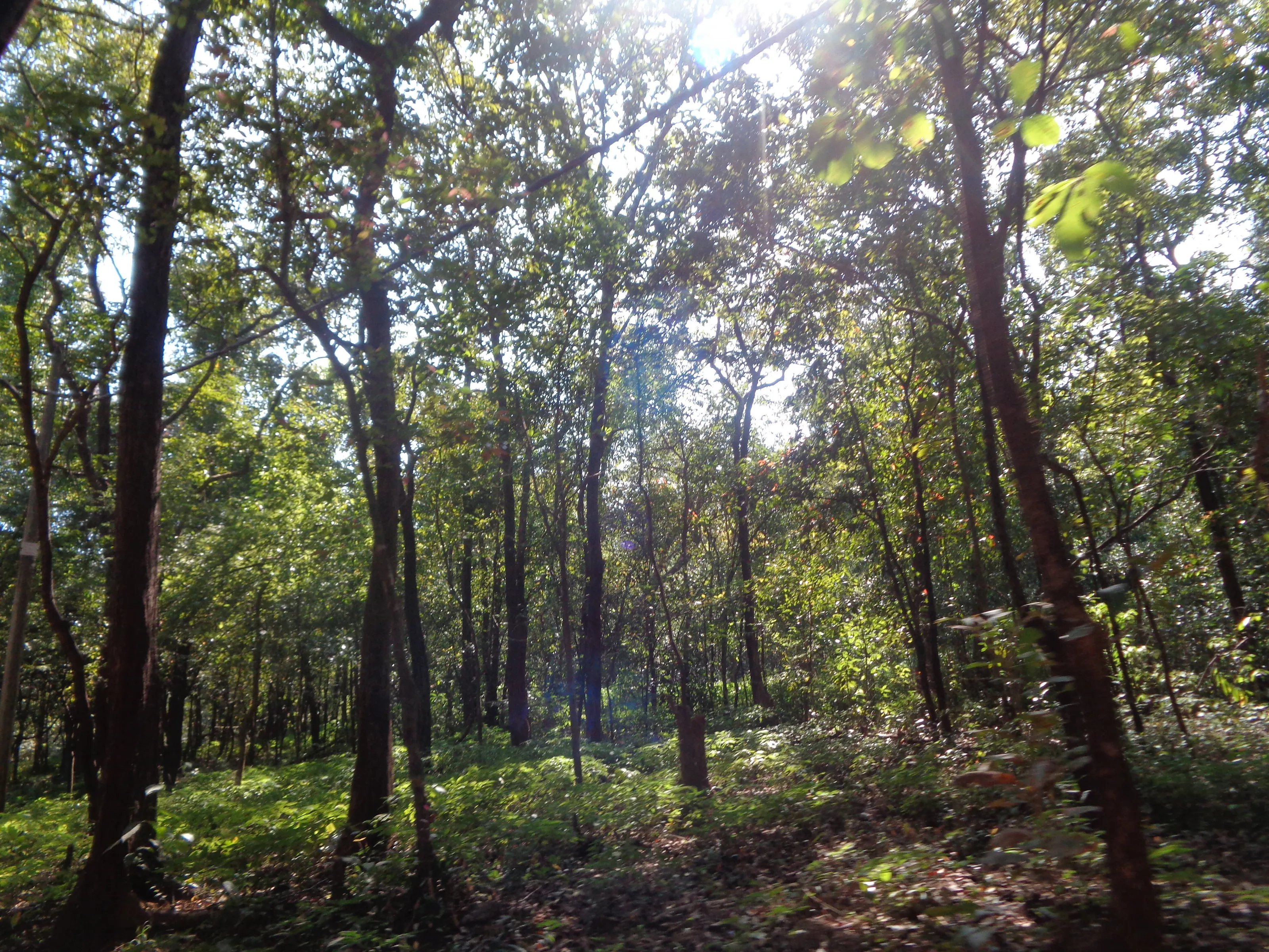 Lonely Jungle