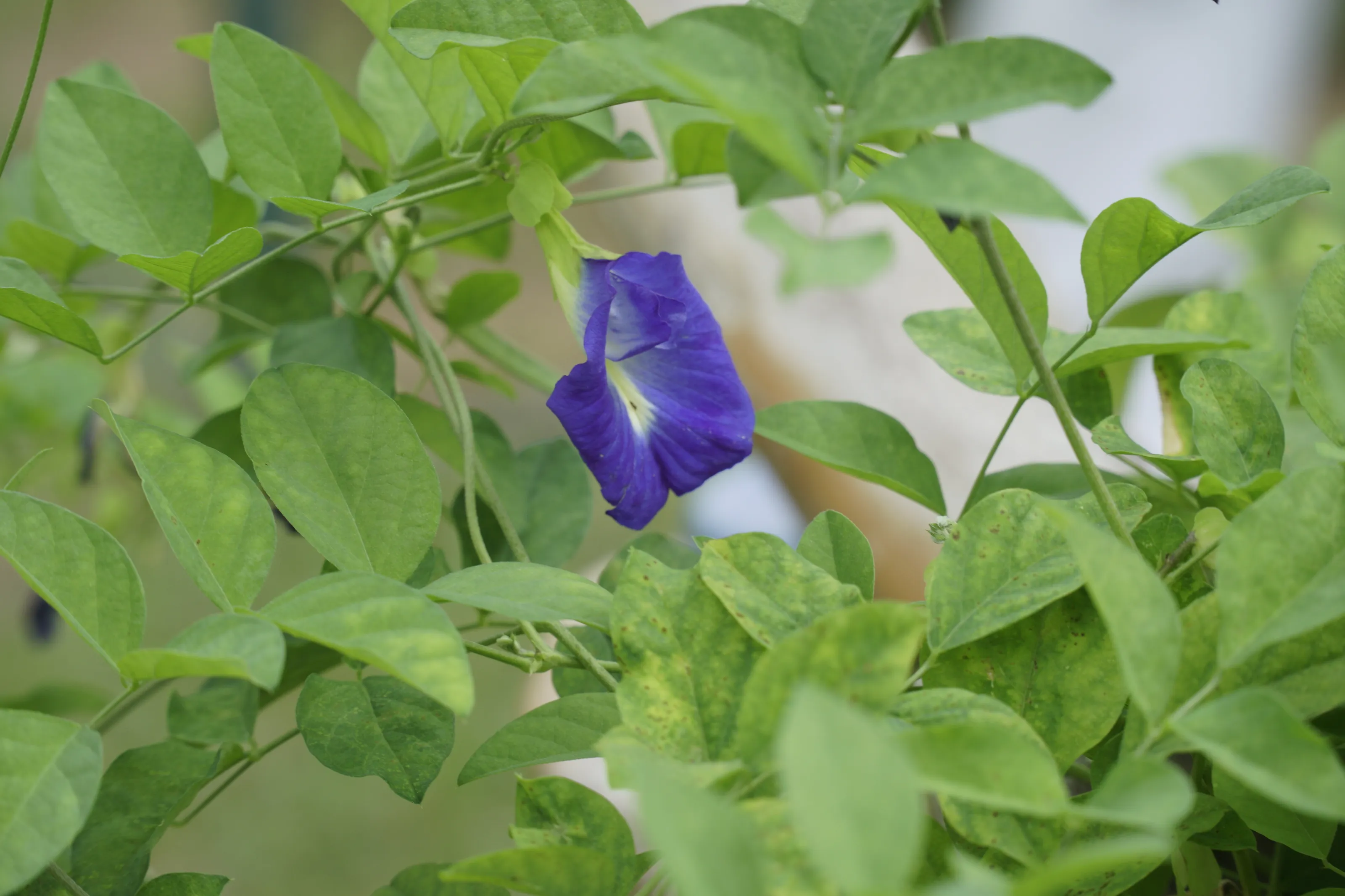 the purple flower…