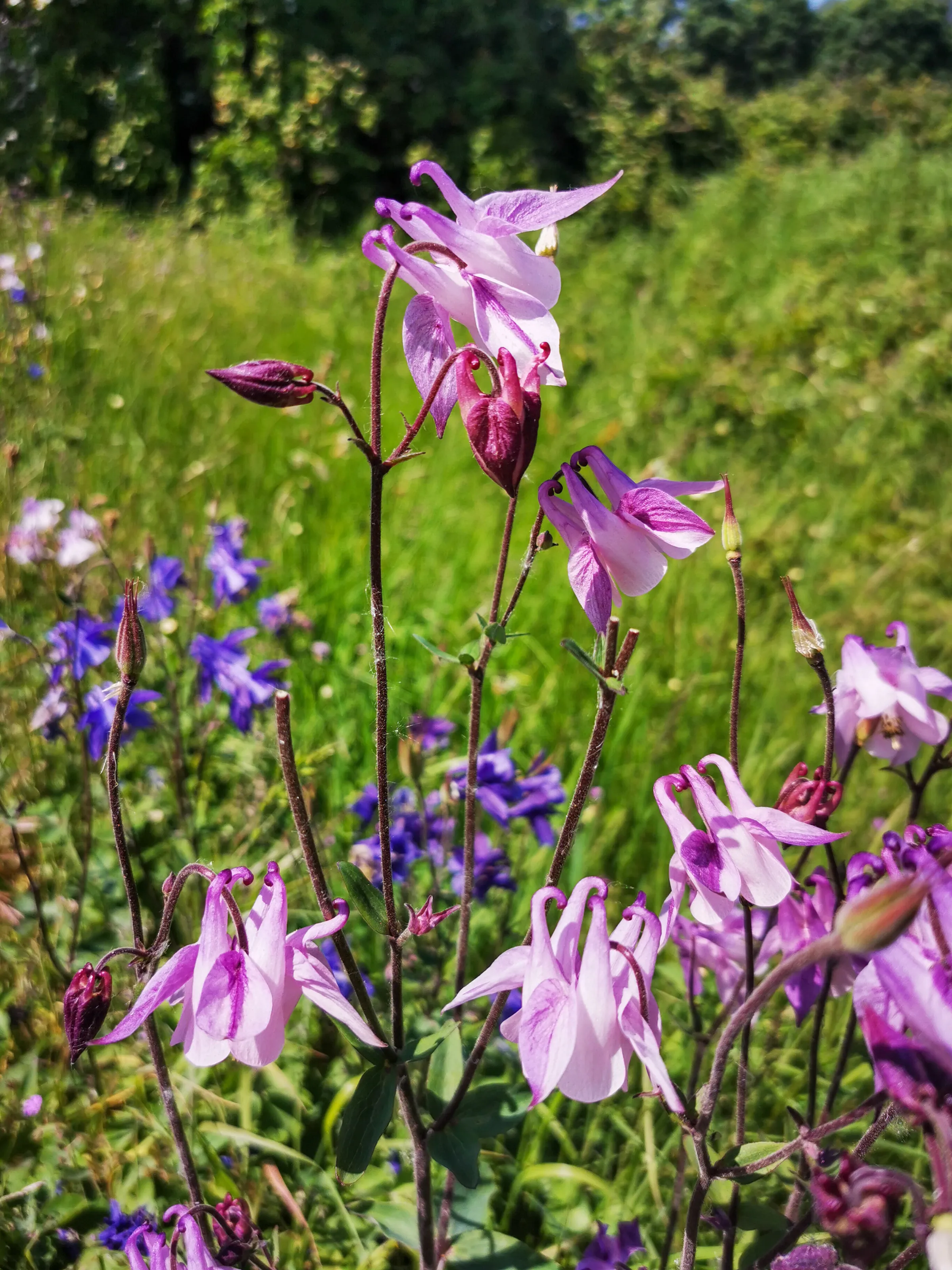 Darling buds of May