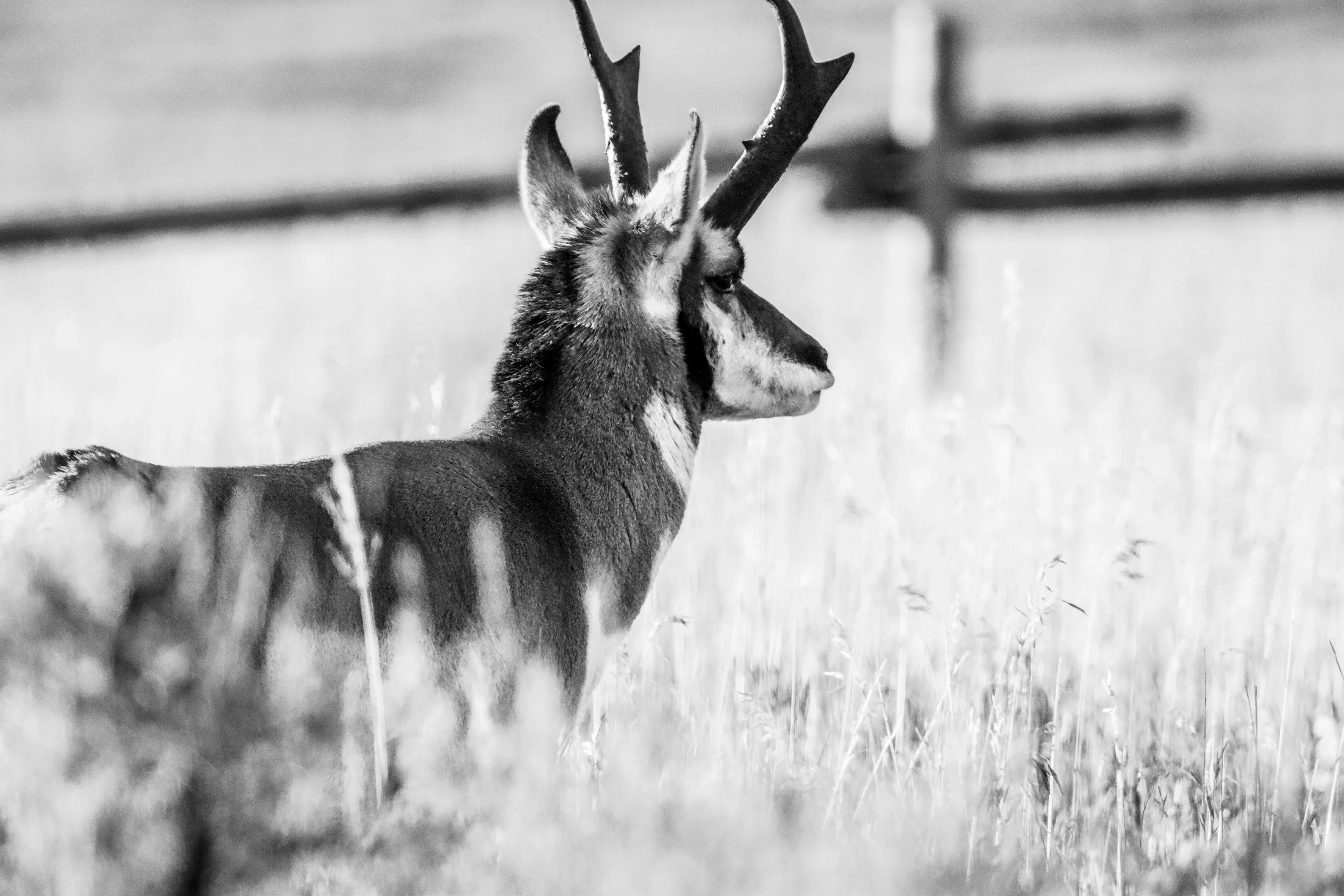 Pronghorn In B&W