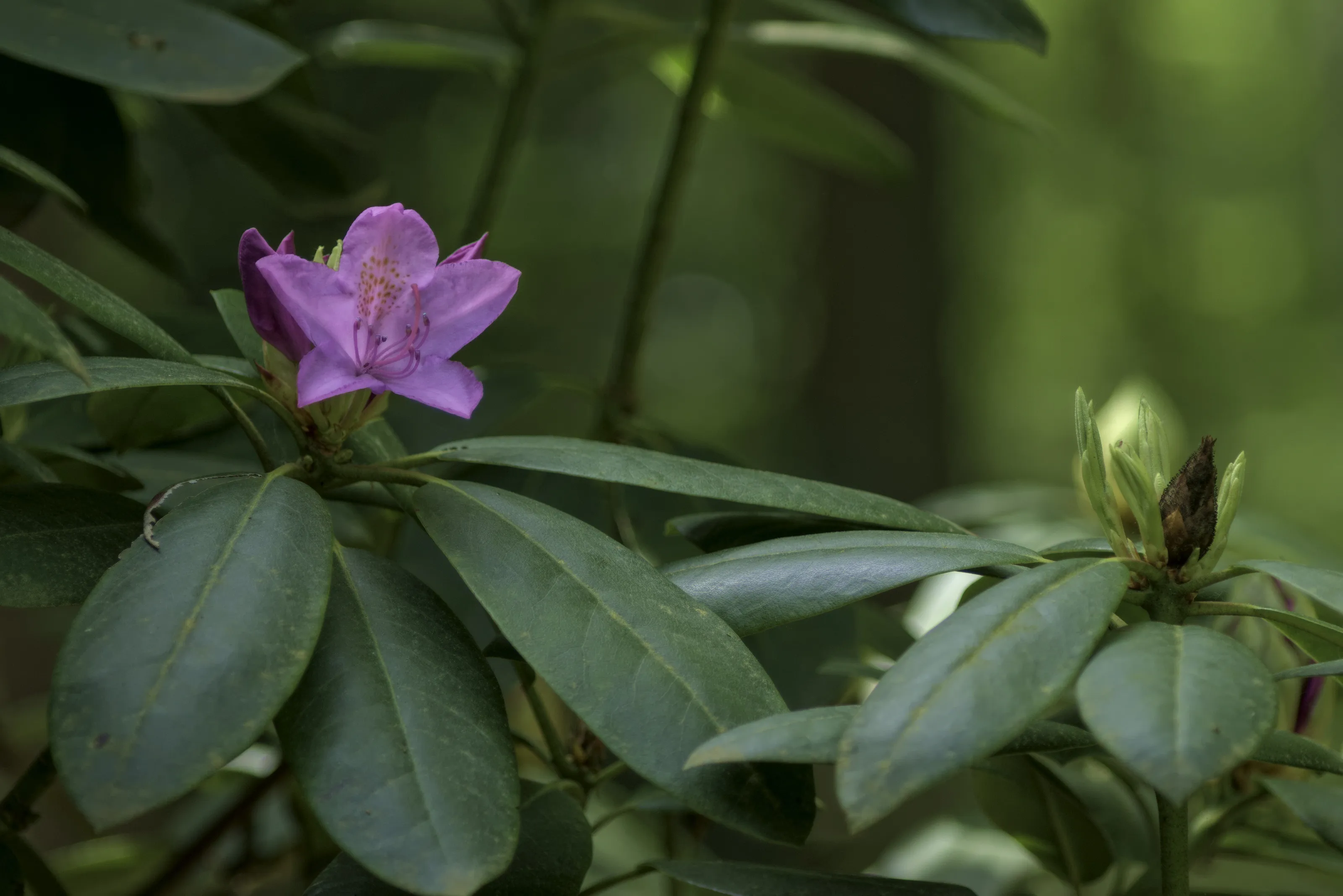 Pink flower