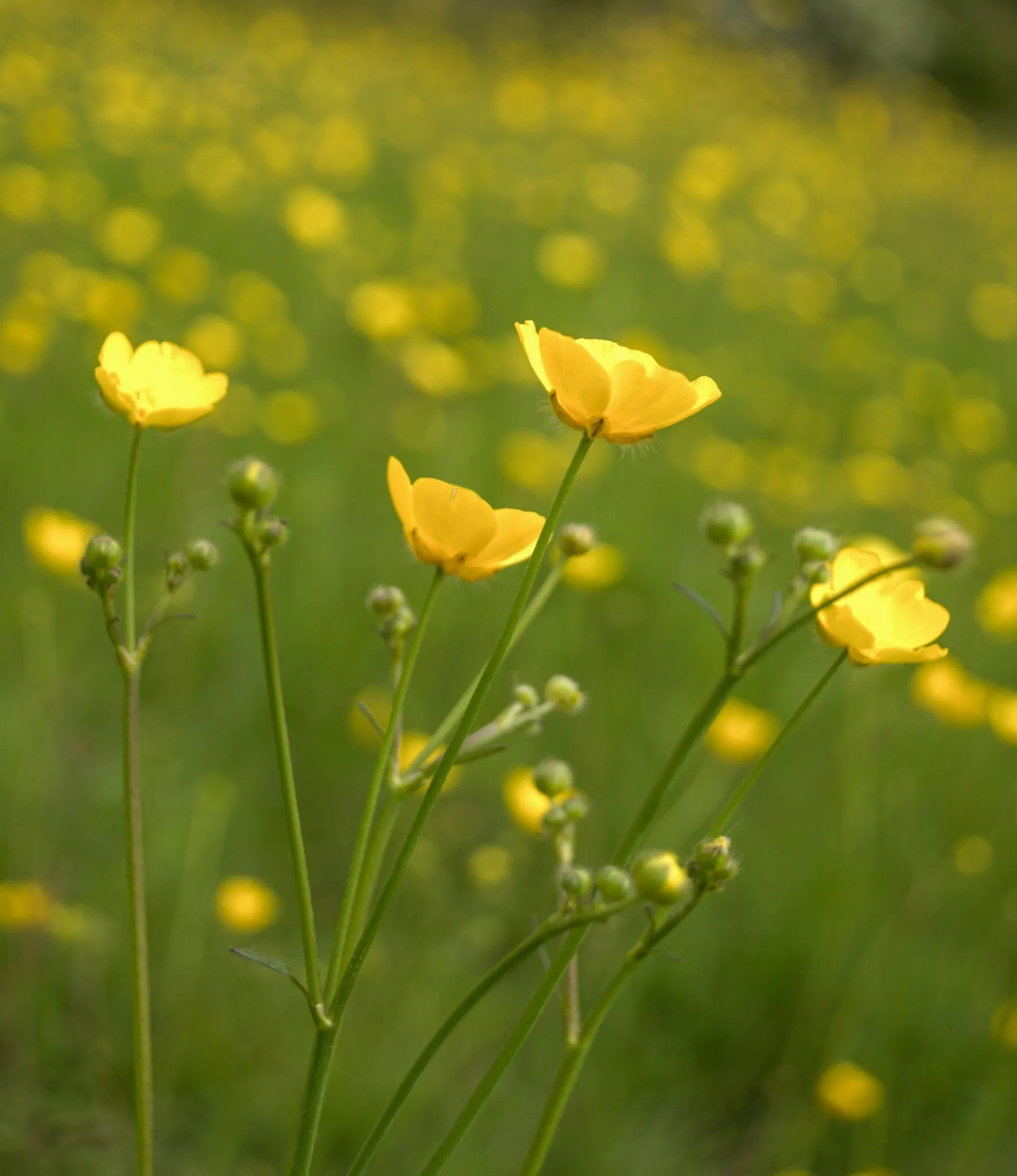 Buttercups