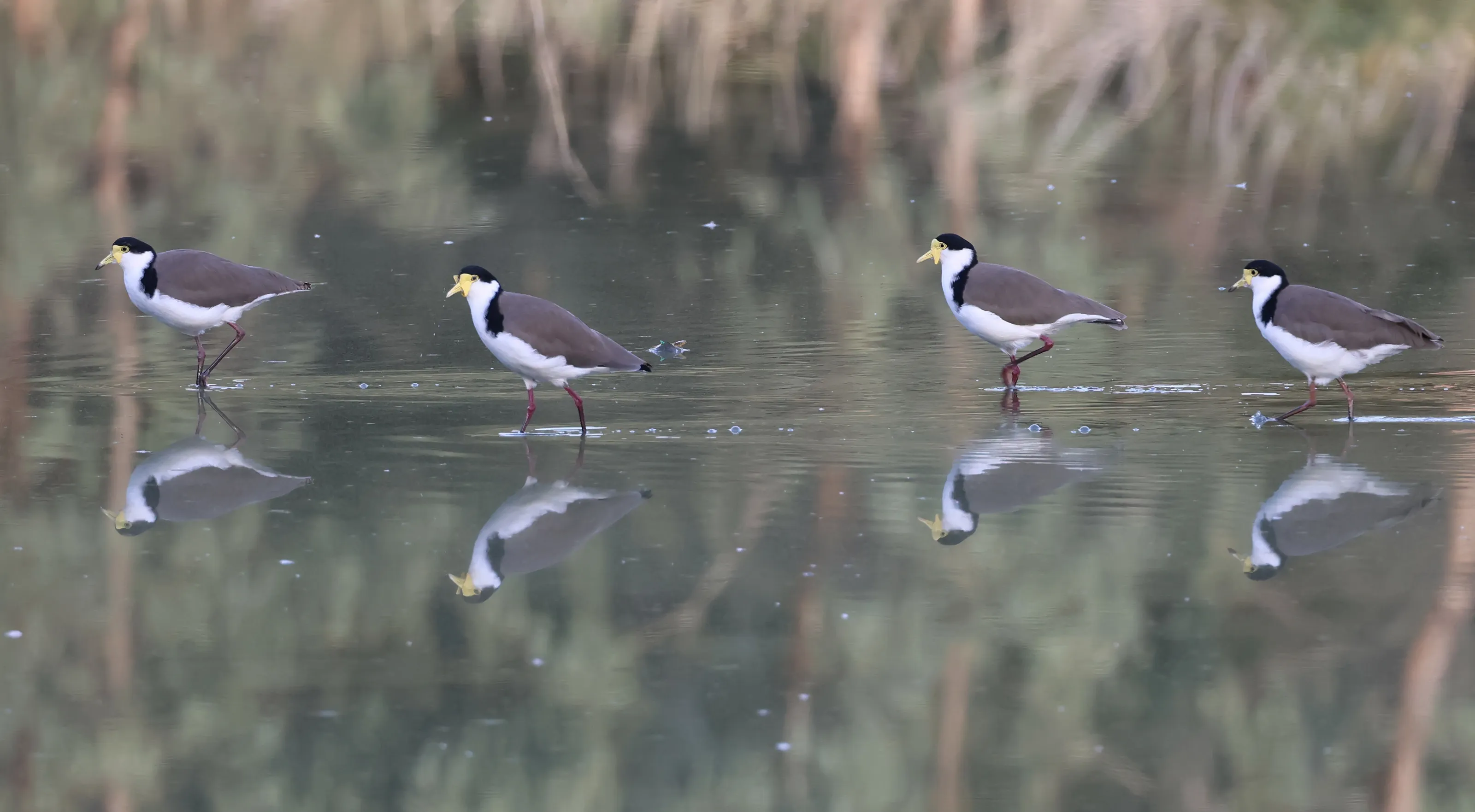 Plovers on Parade