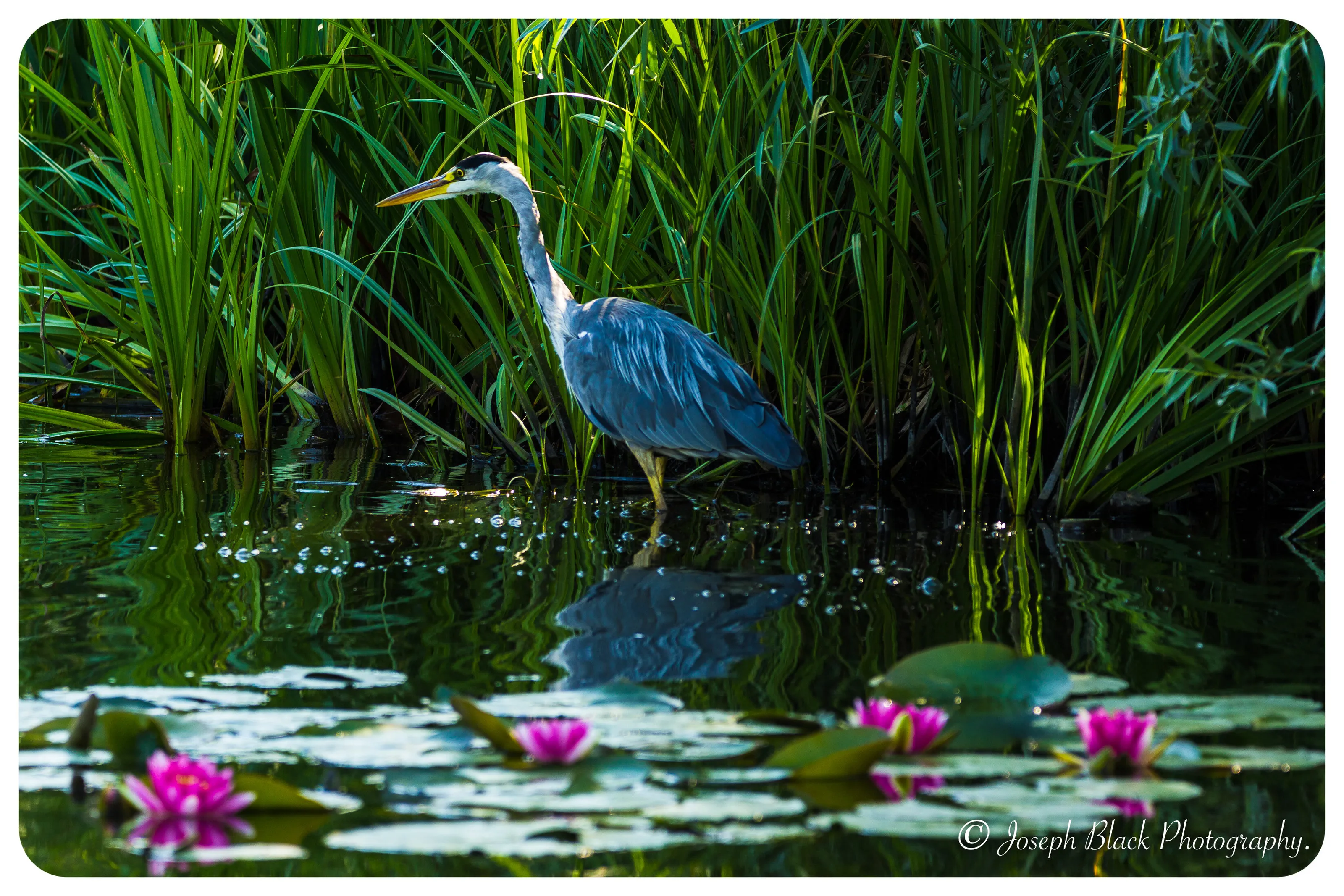 heron fishing