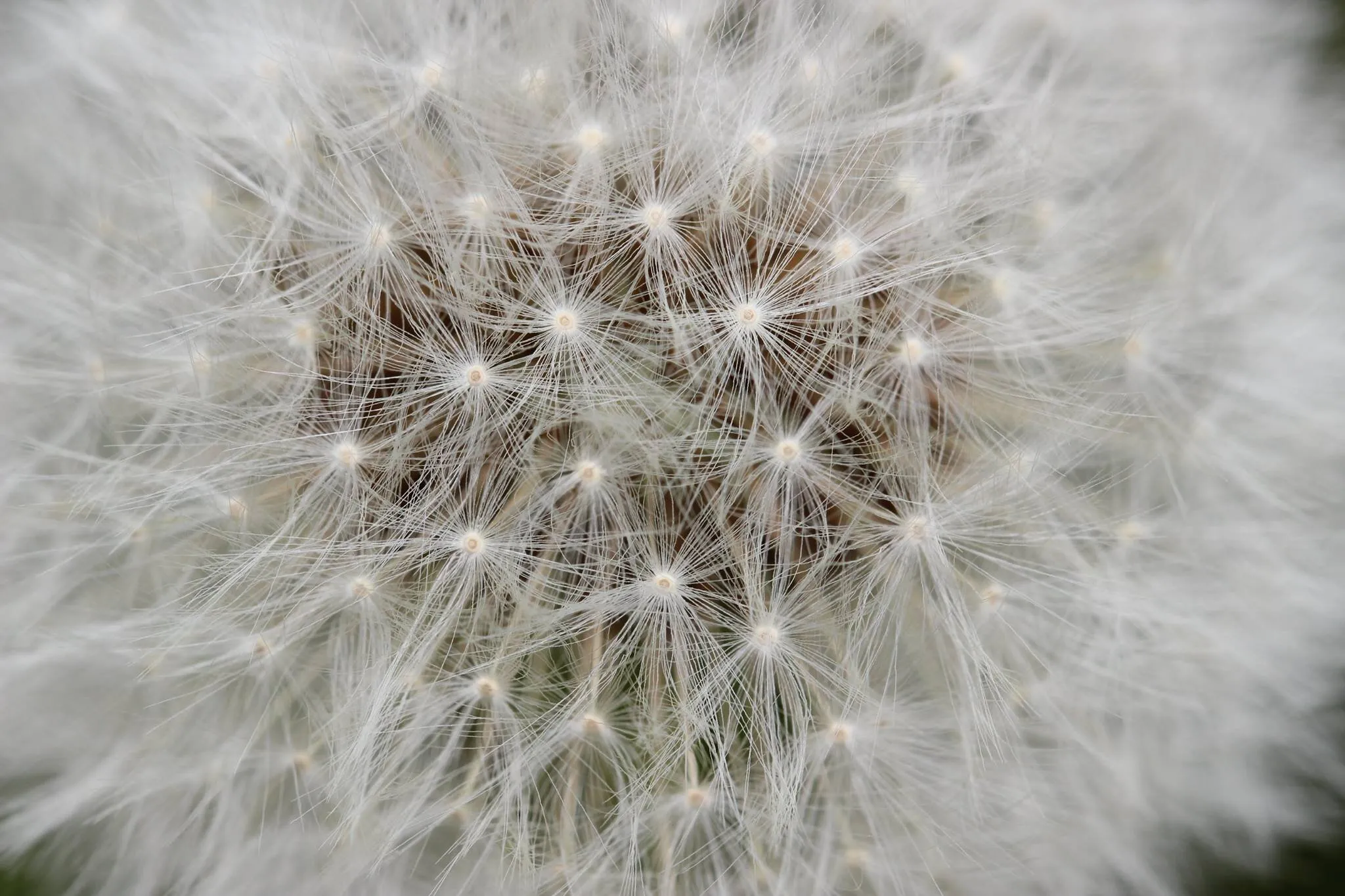 dandelion seed head