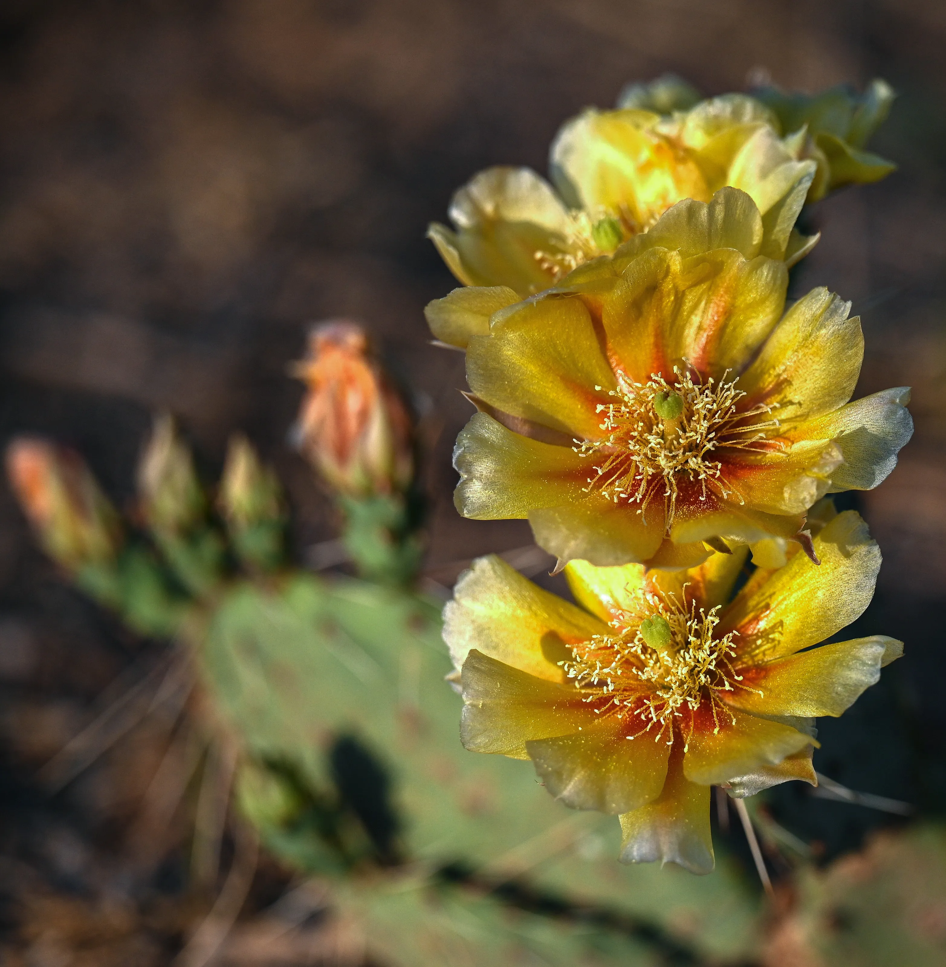 Desert in Bloom