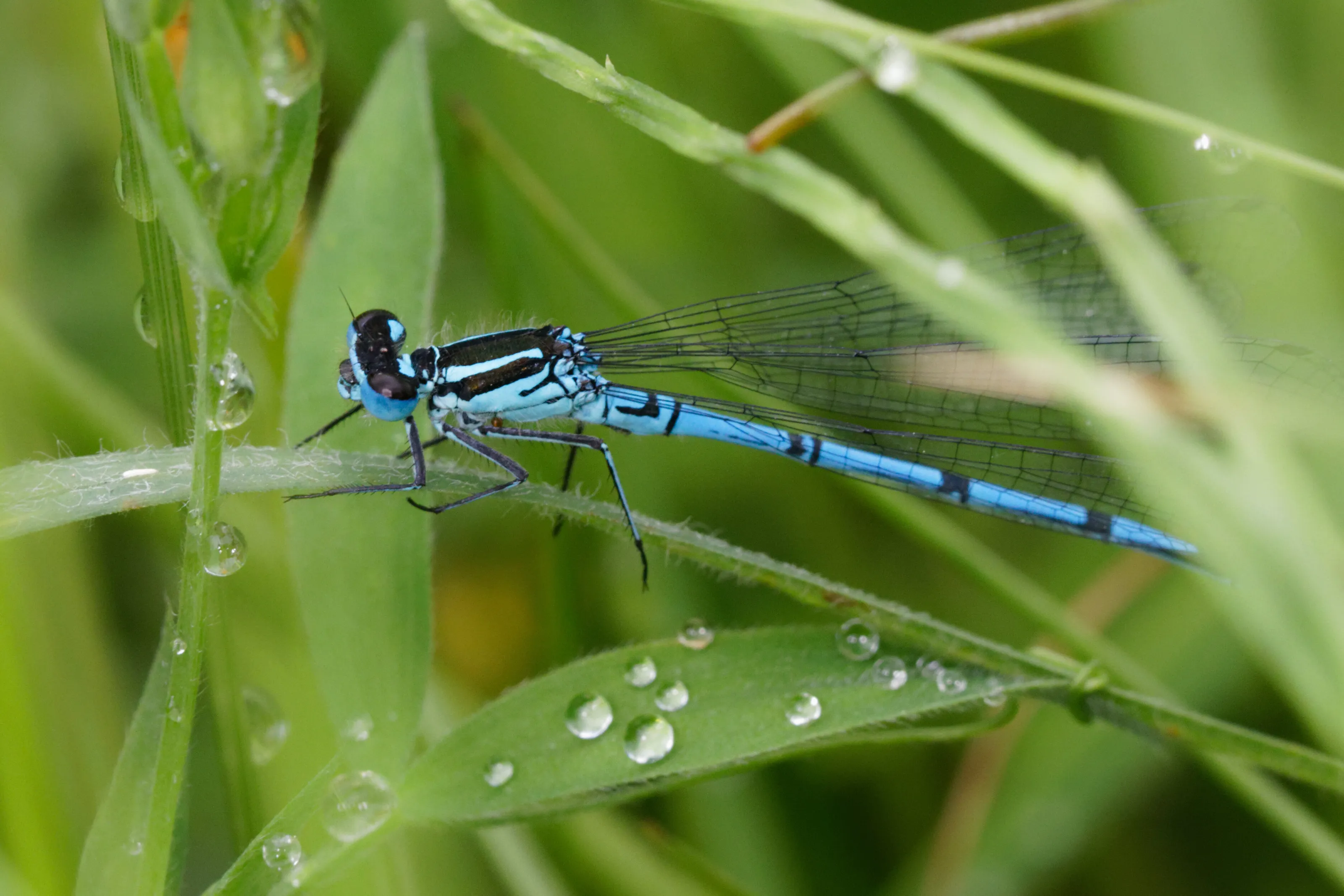 Blue beauty