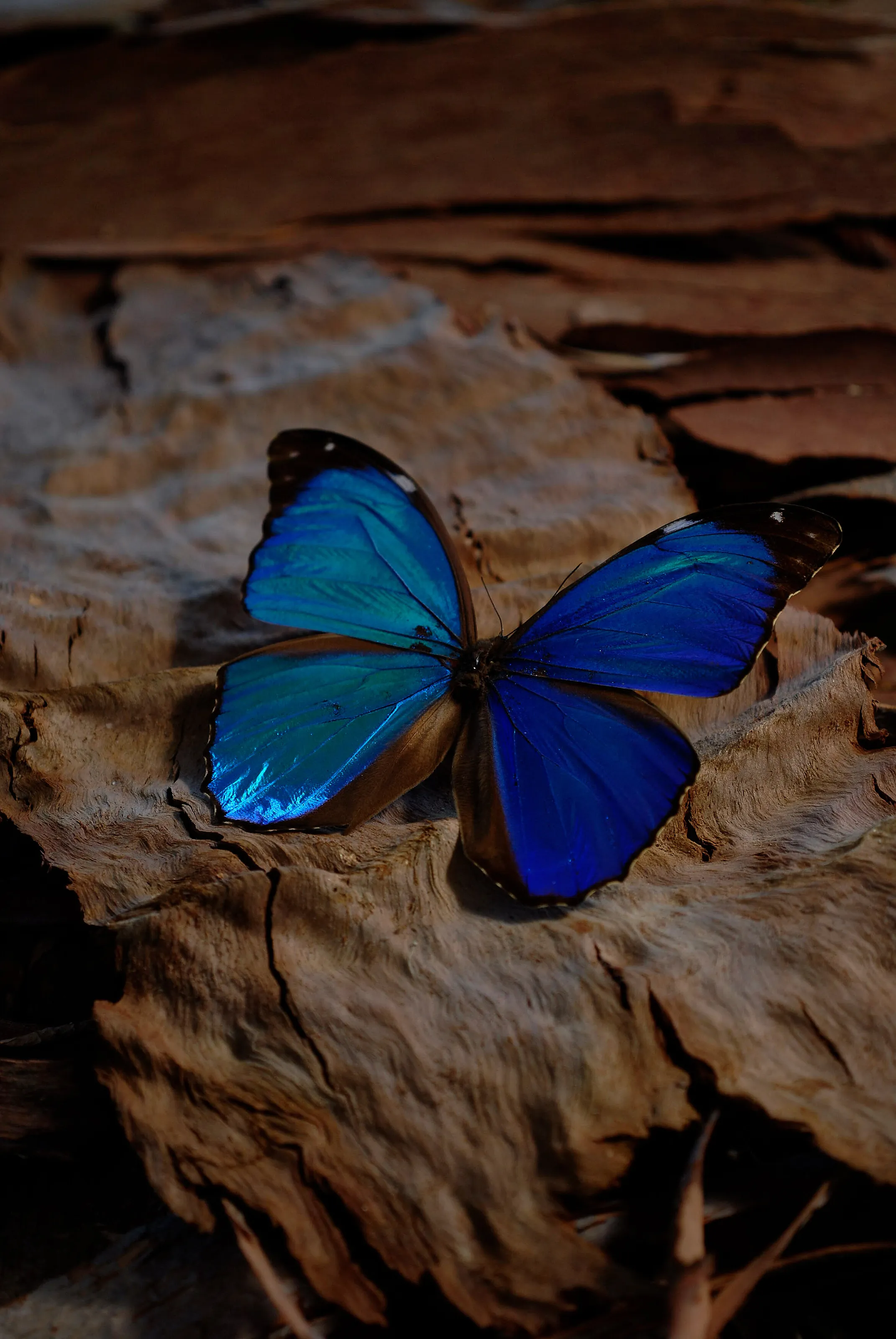 Blue Butterfly on Bark