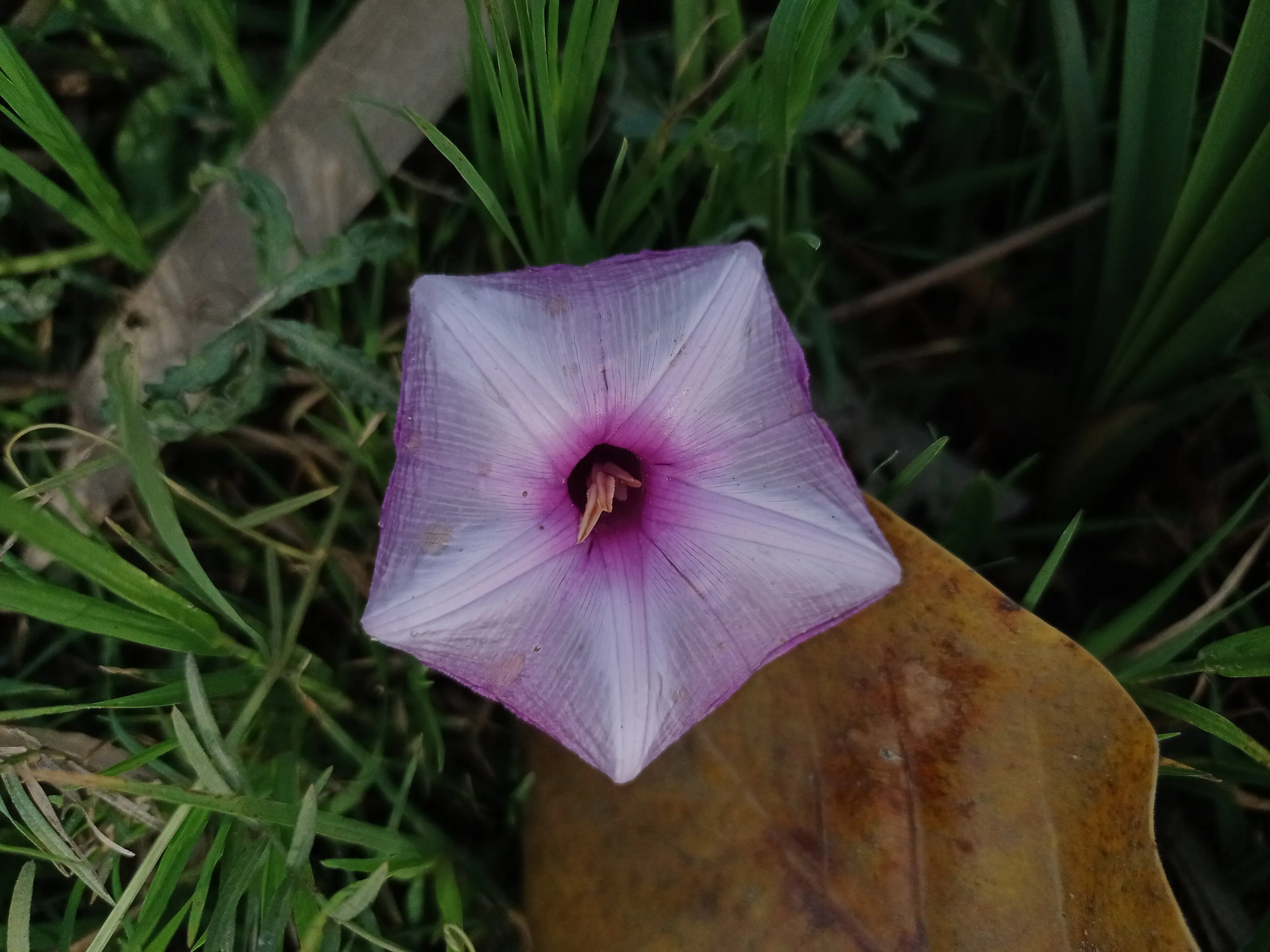 Pink Flower