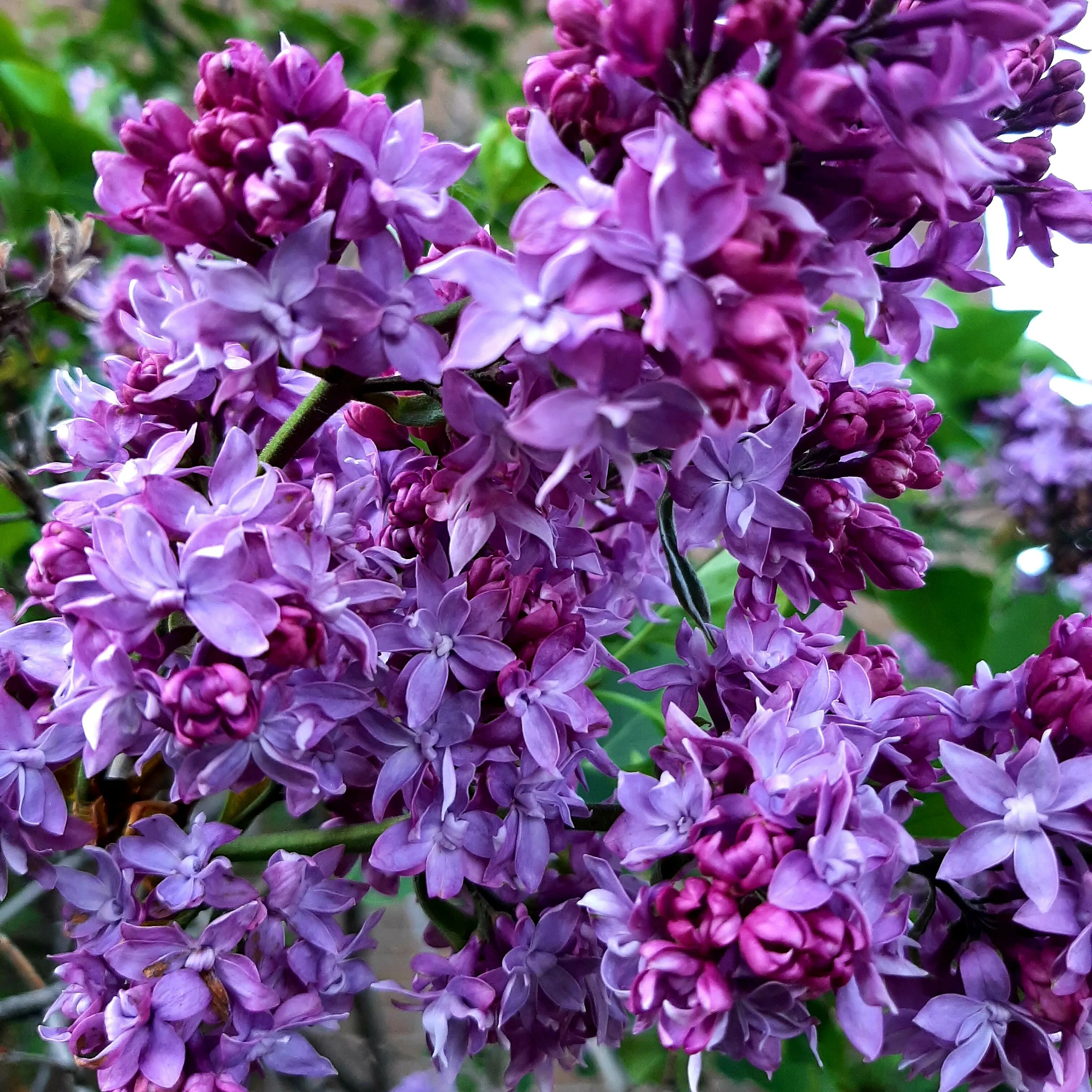 Spring Flower