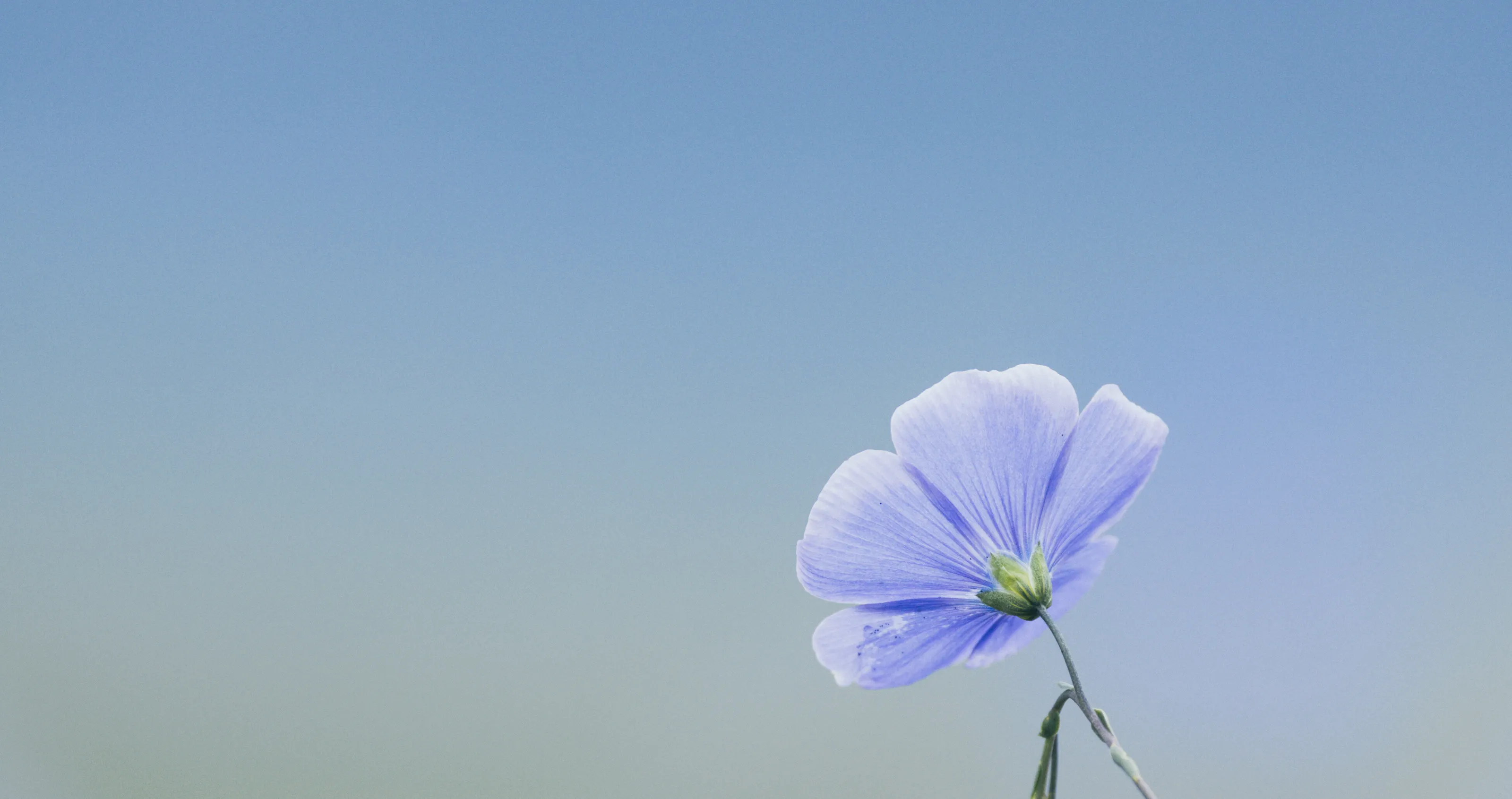 A Fairies Dress - Blue Lewis Flax Flower