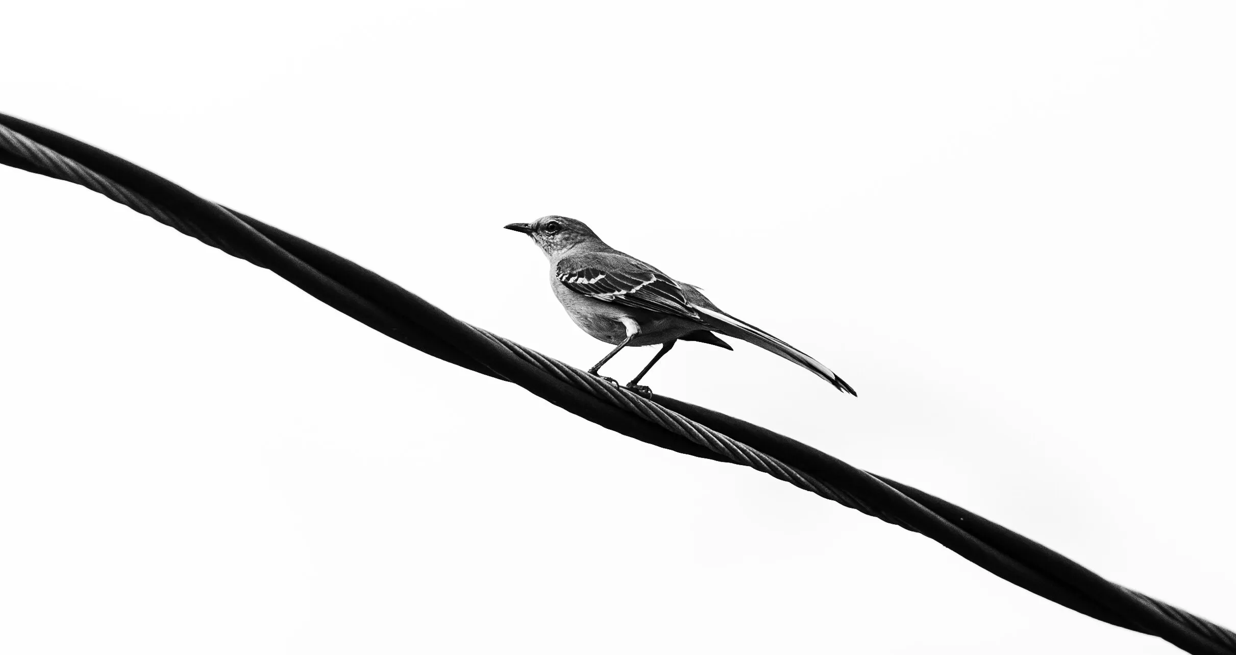 Mockingbird