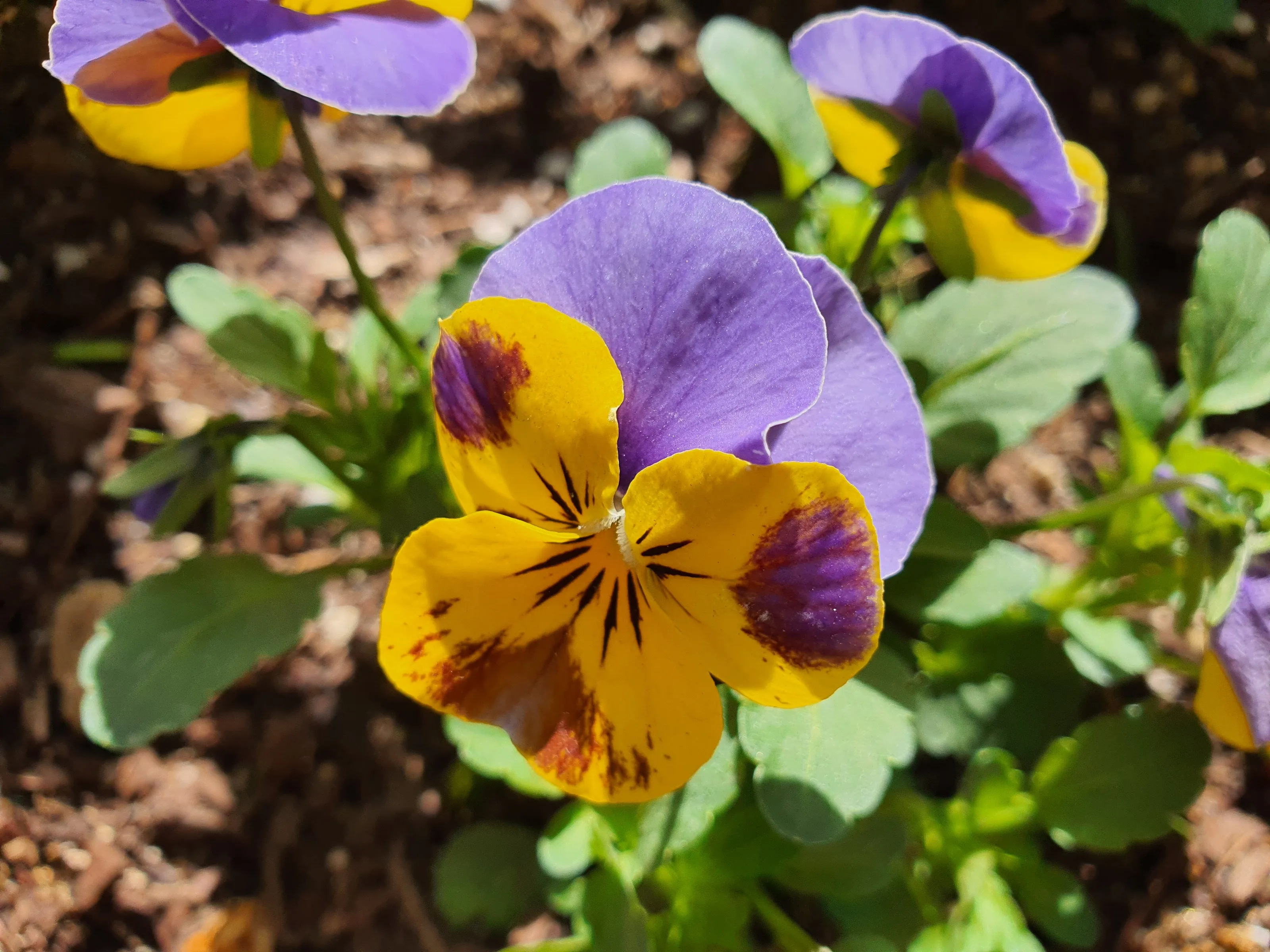Colorful Flowers