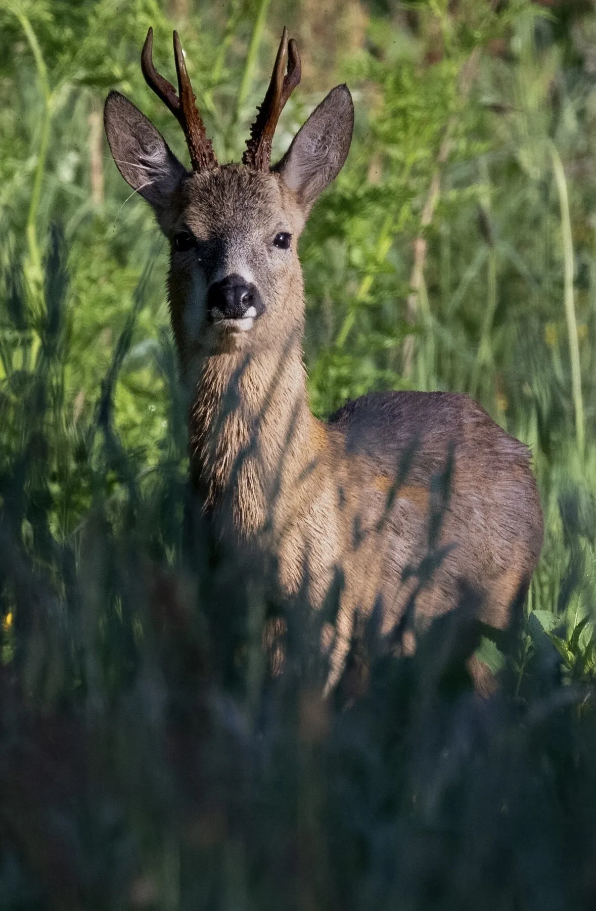 Roe deer