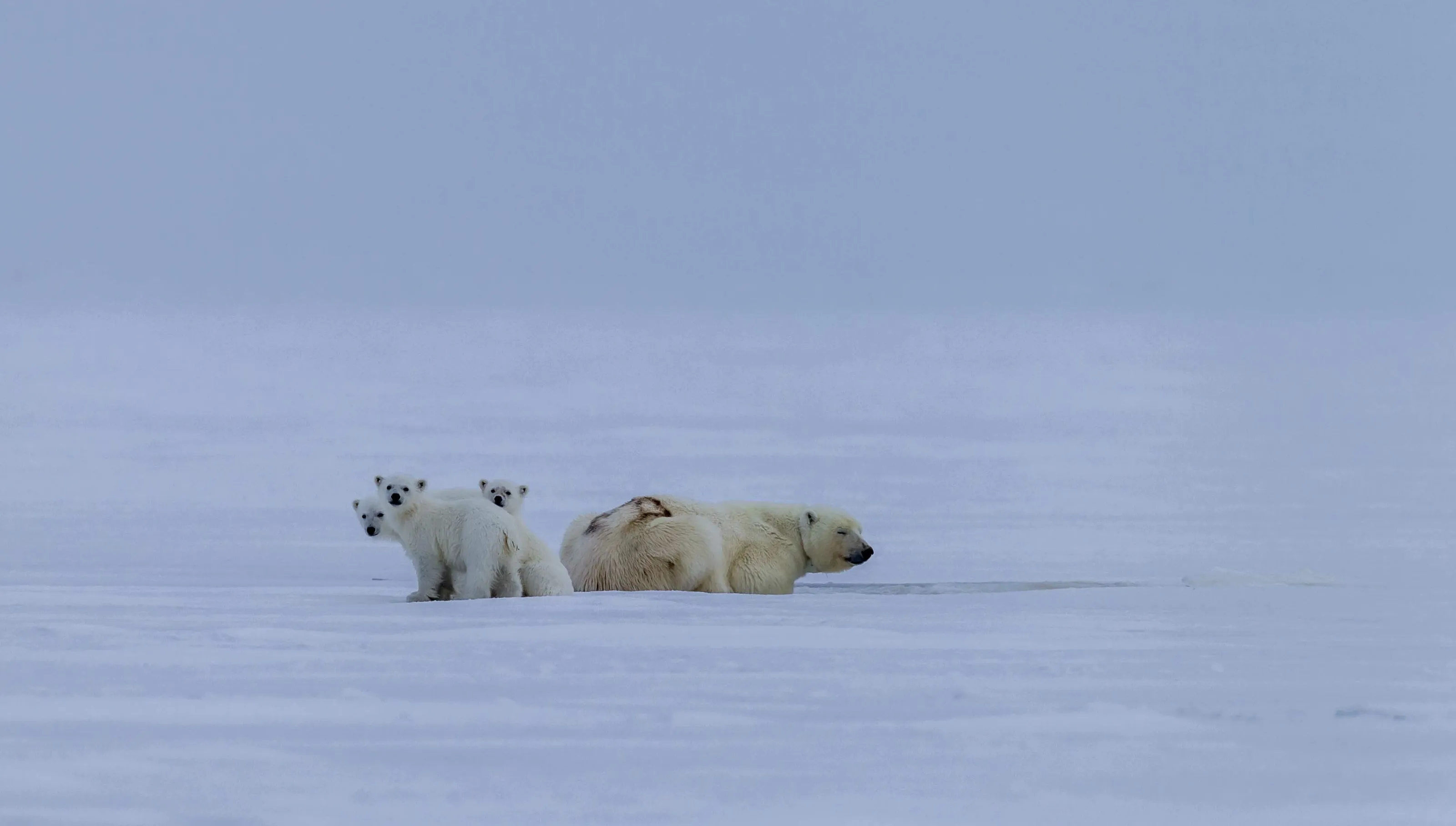 3 curious polarbear cubs