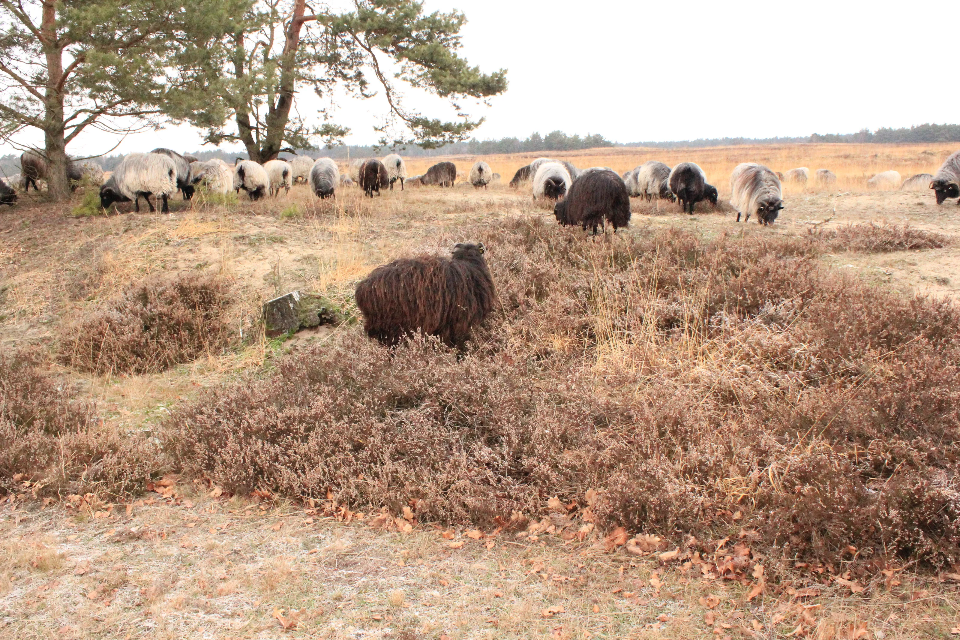 Sheep