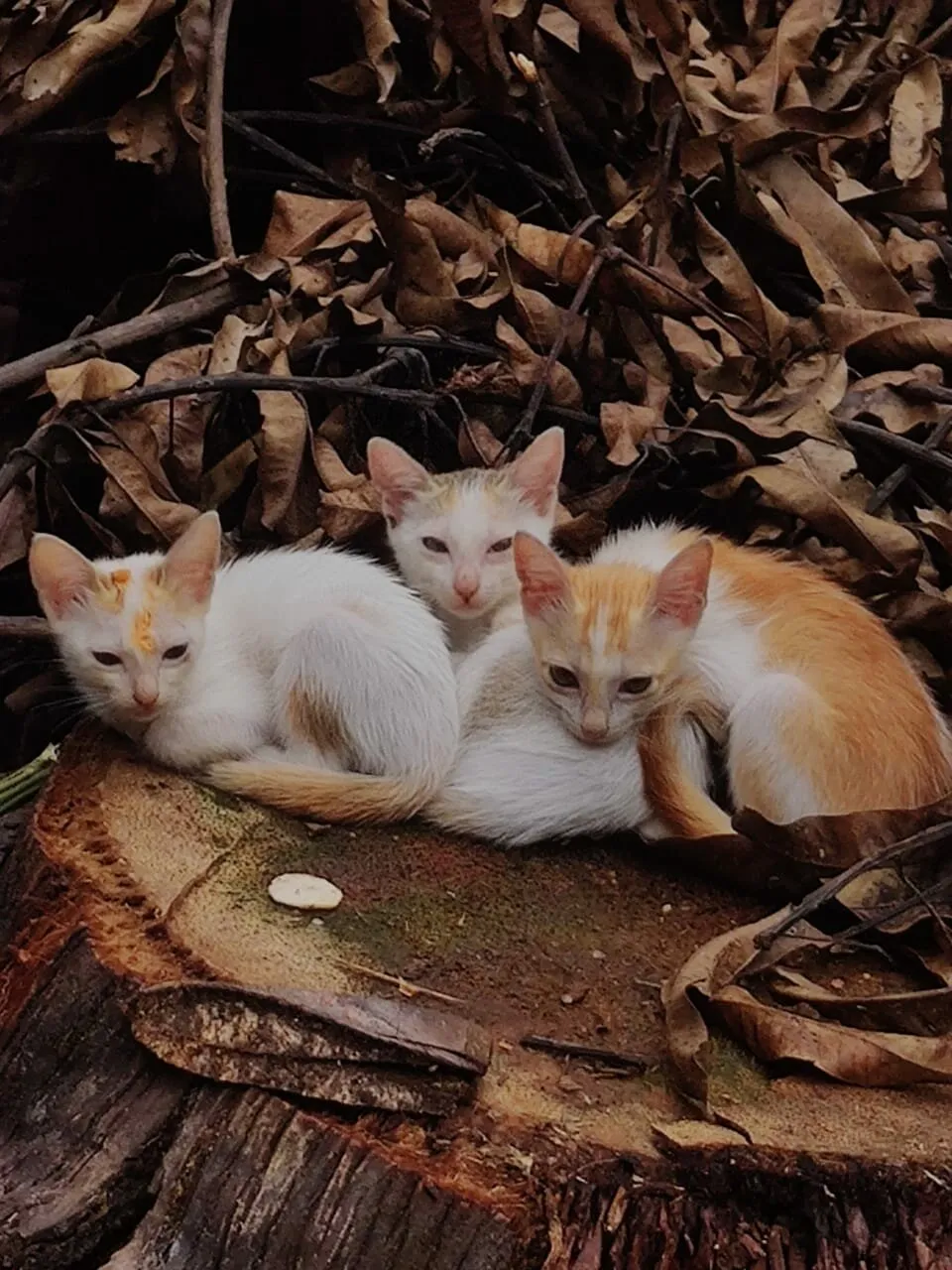 three musketeers