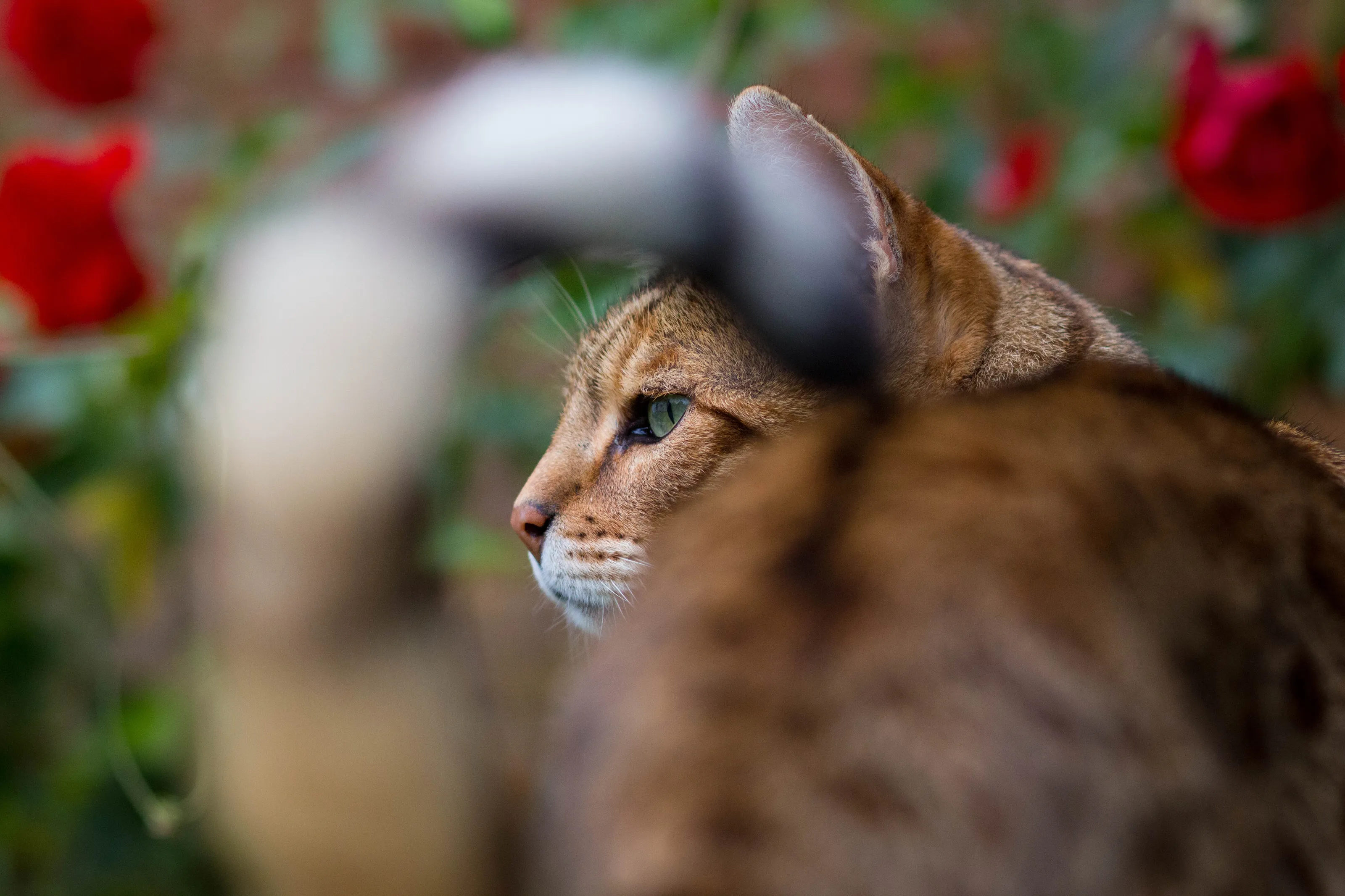 I'm watching you