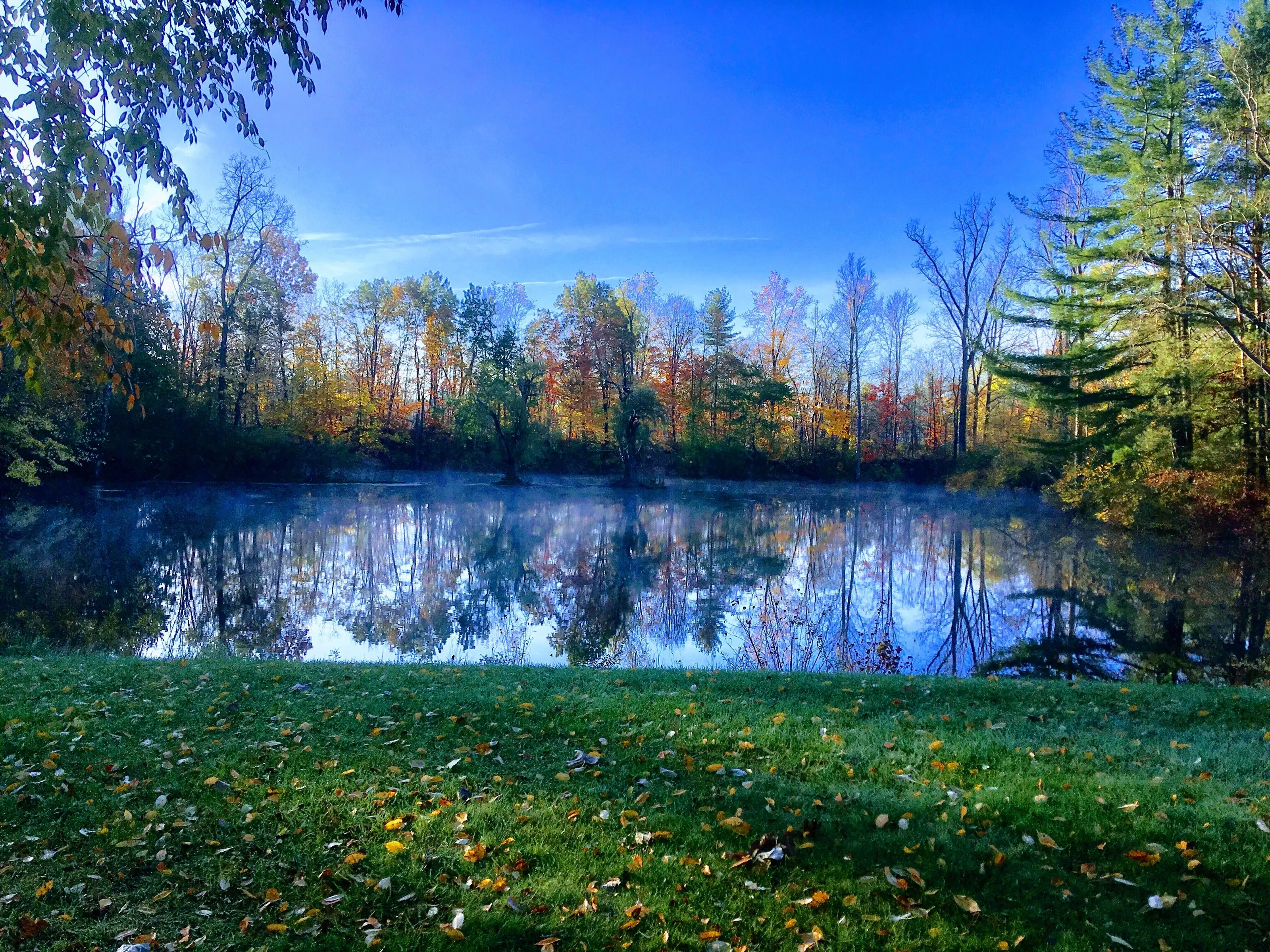Our backyard