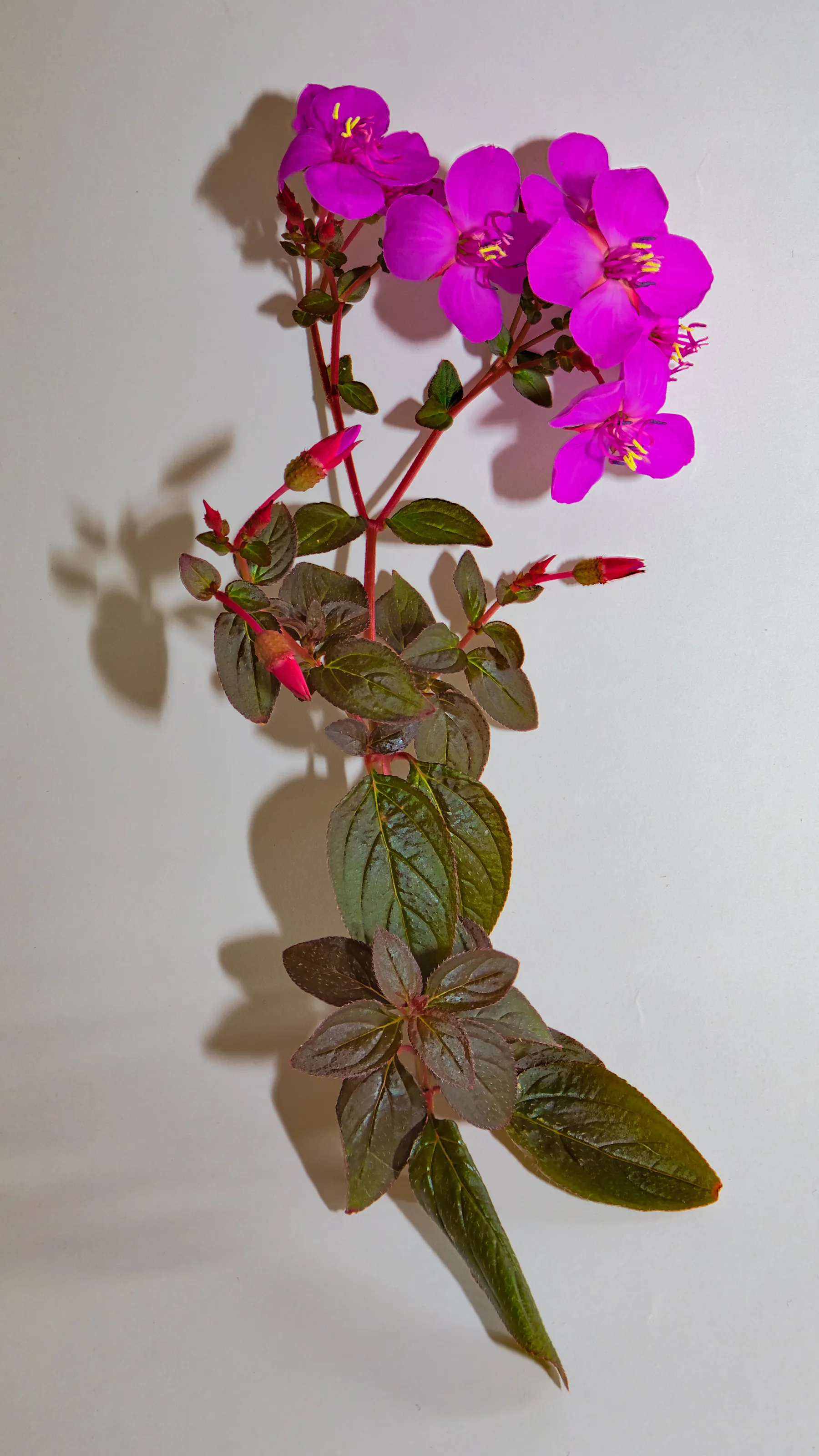 Early Spring Blooms