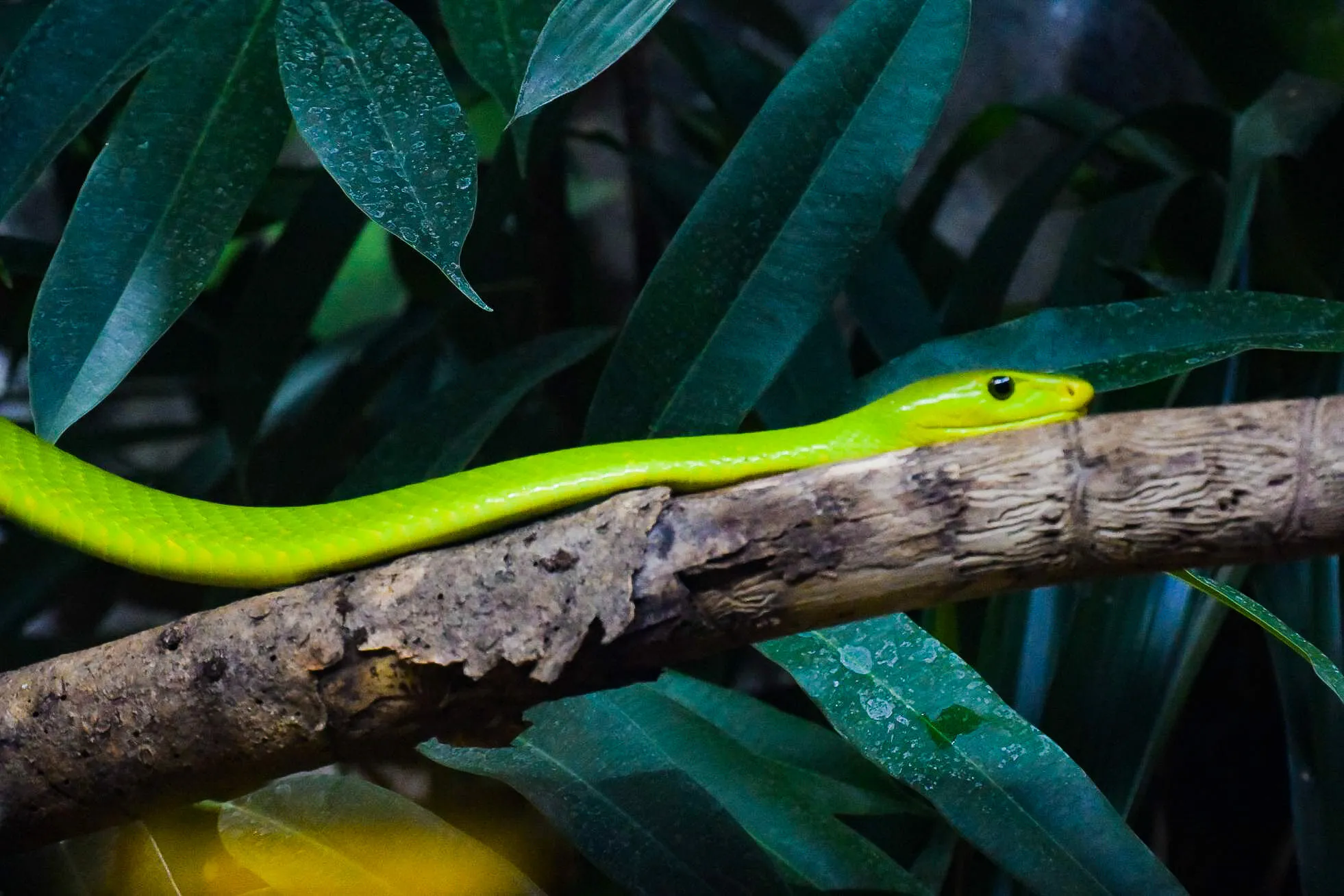Snake