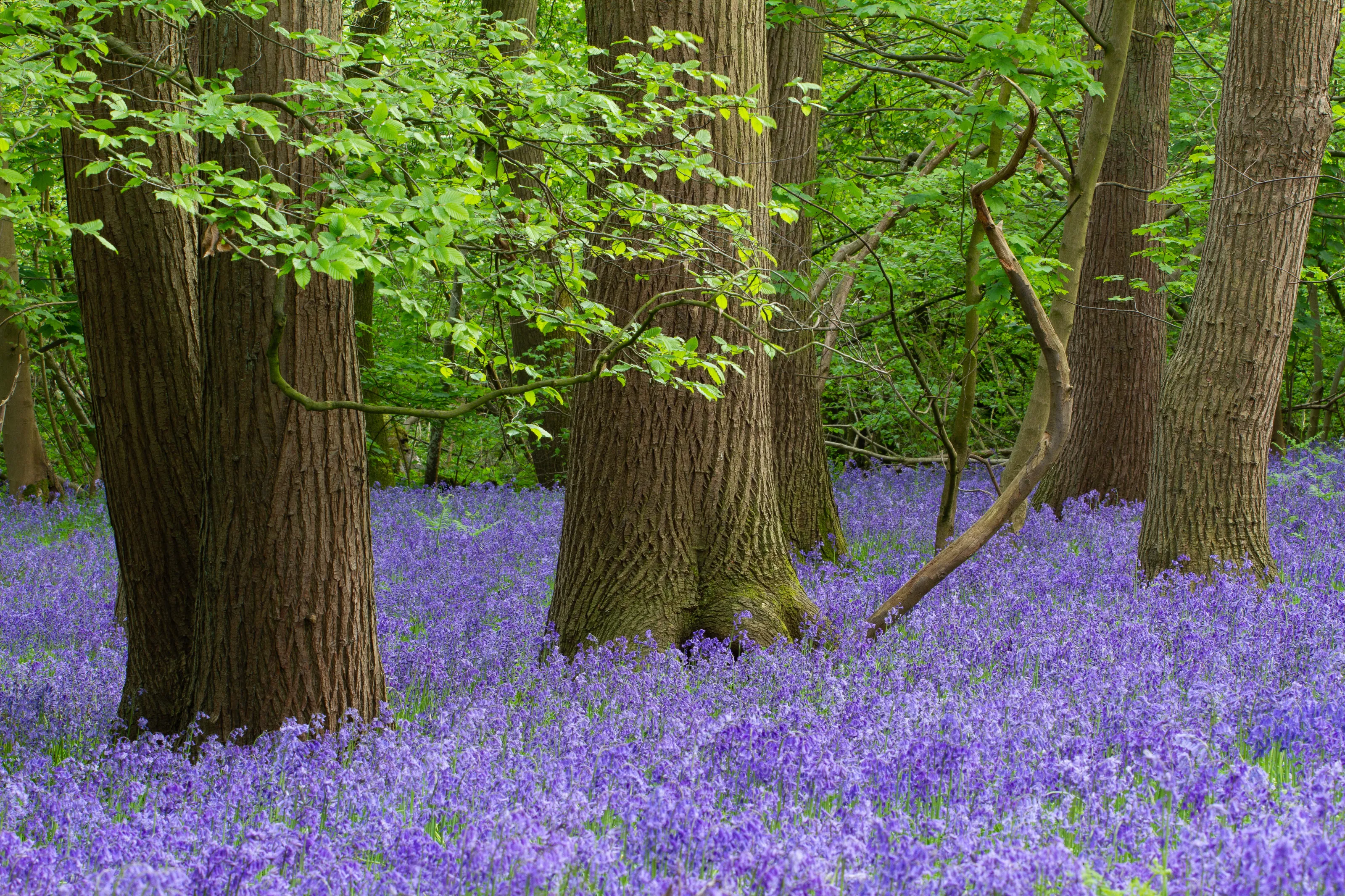 Bluebell Wood